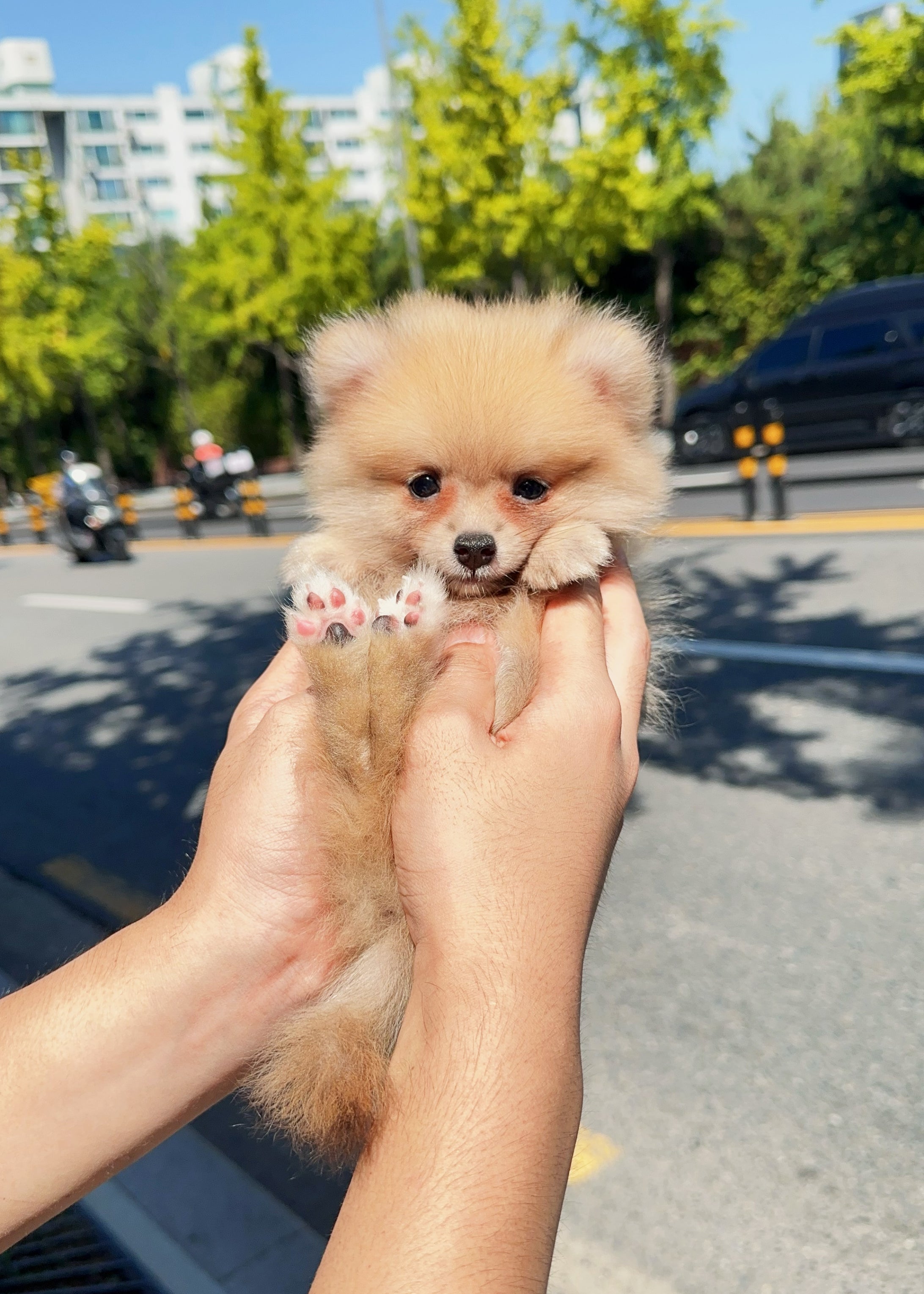 MATILDA - FEMALE (POMERANIAN)