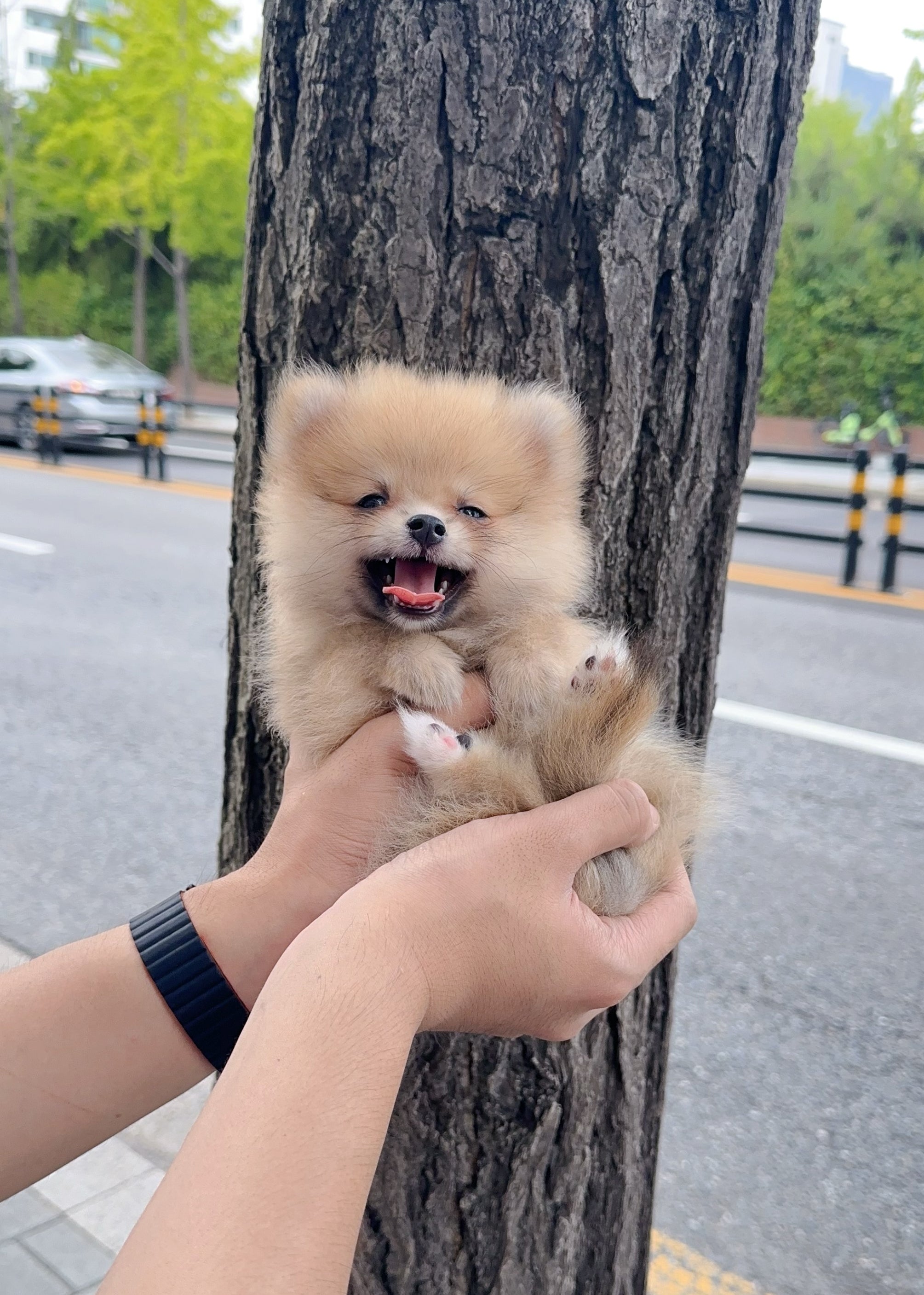 MATILDA - FEMALE (POMERANIAN)