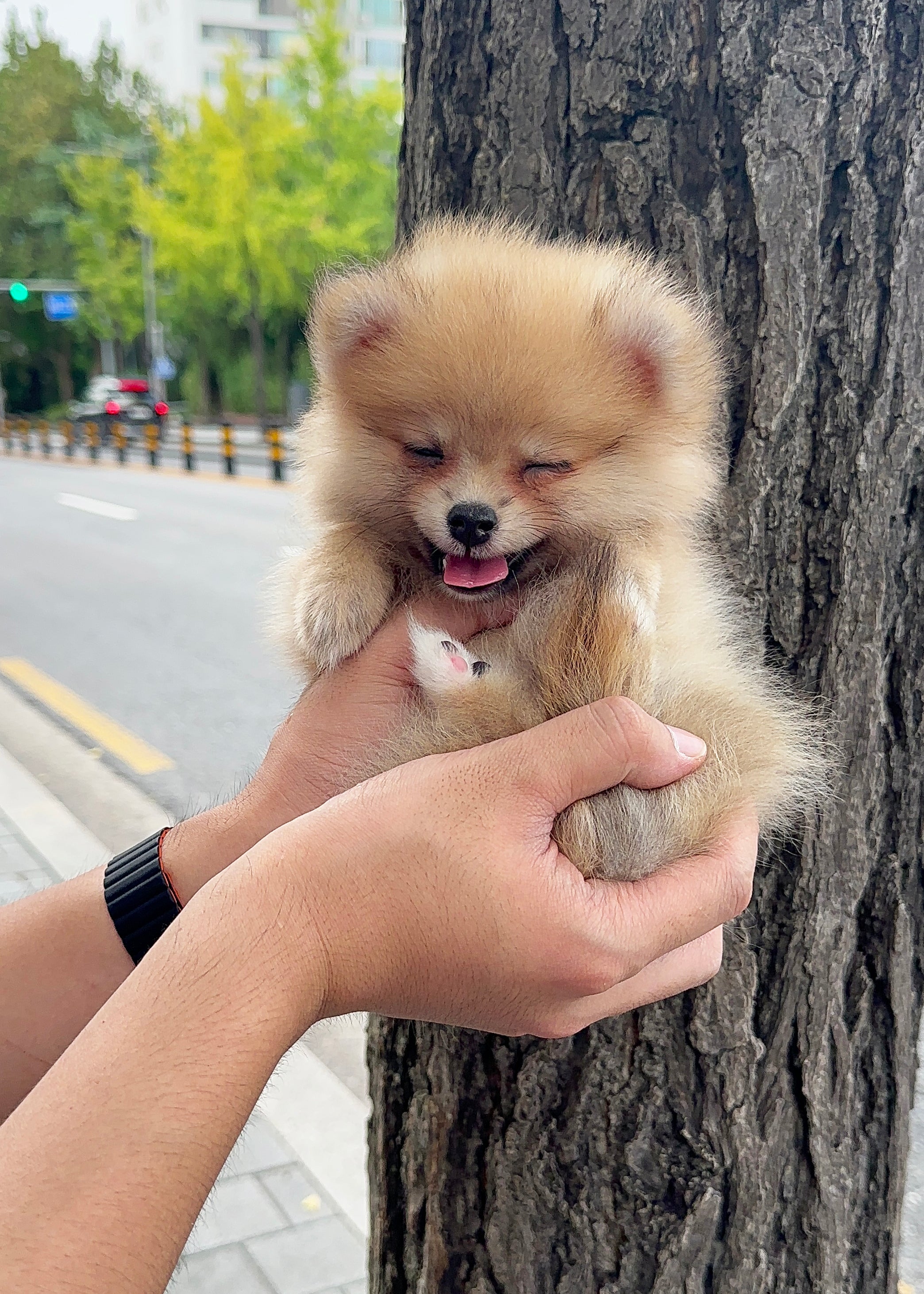 MATILDA - FEMALE (POMERANIAN)