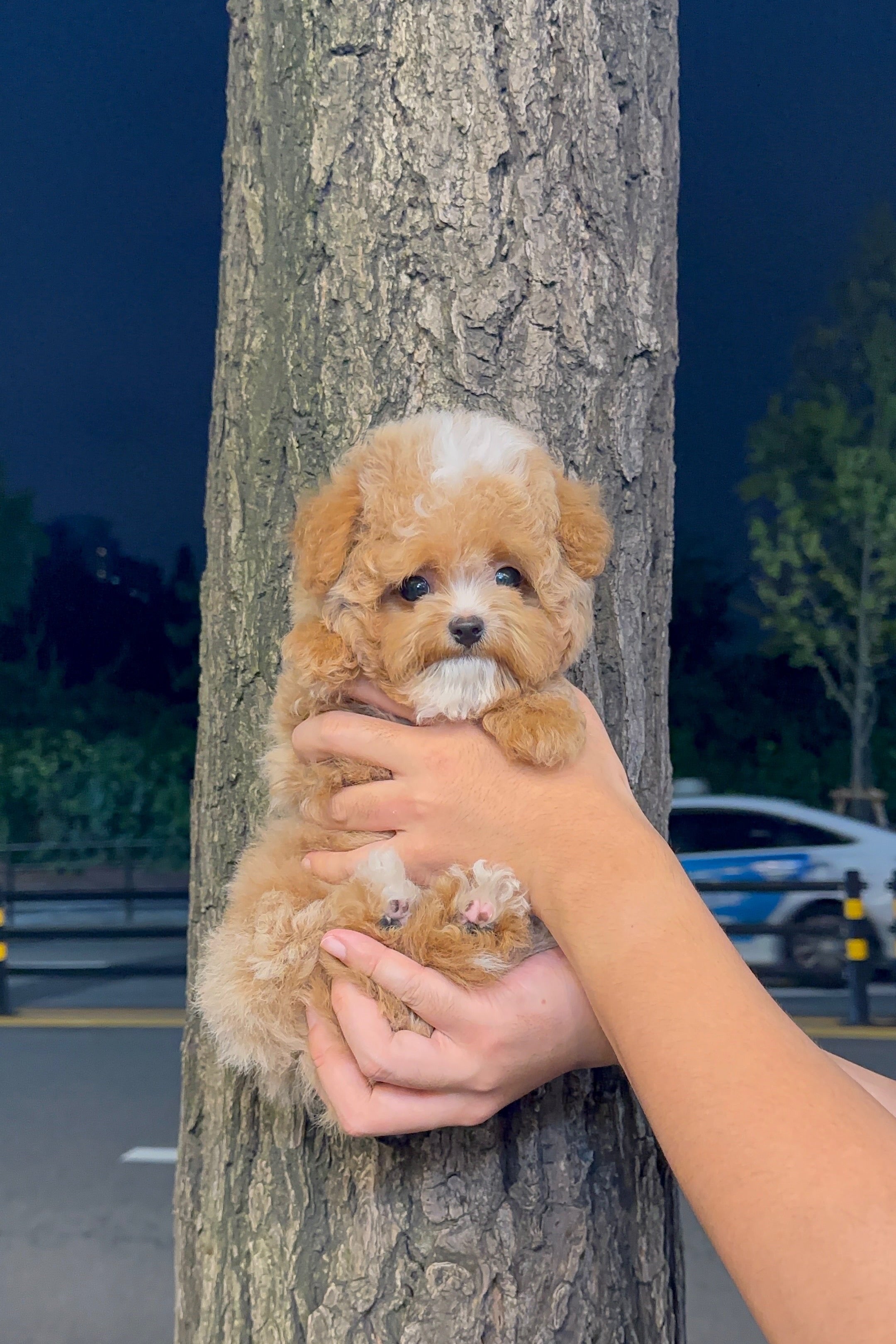 DAVIN - MALE (MALTIPOO)