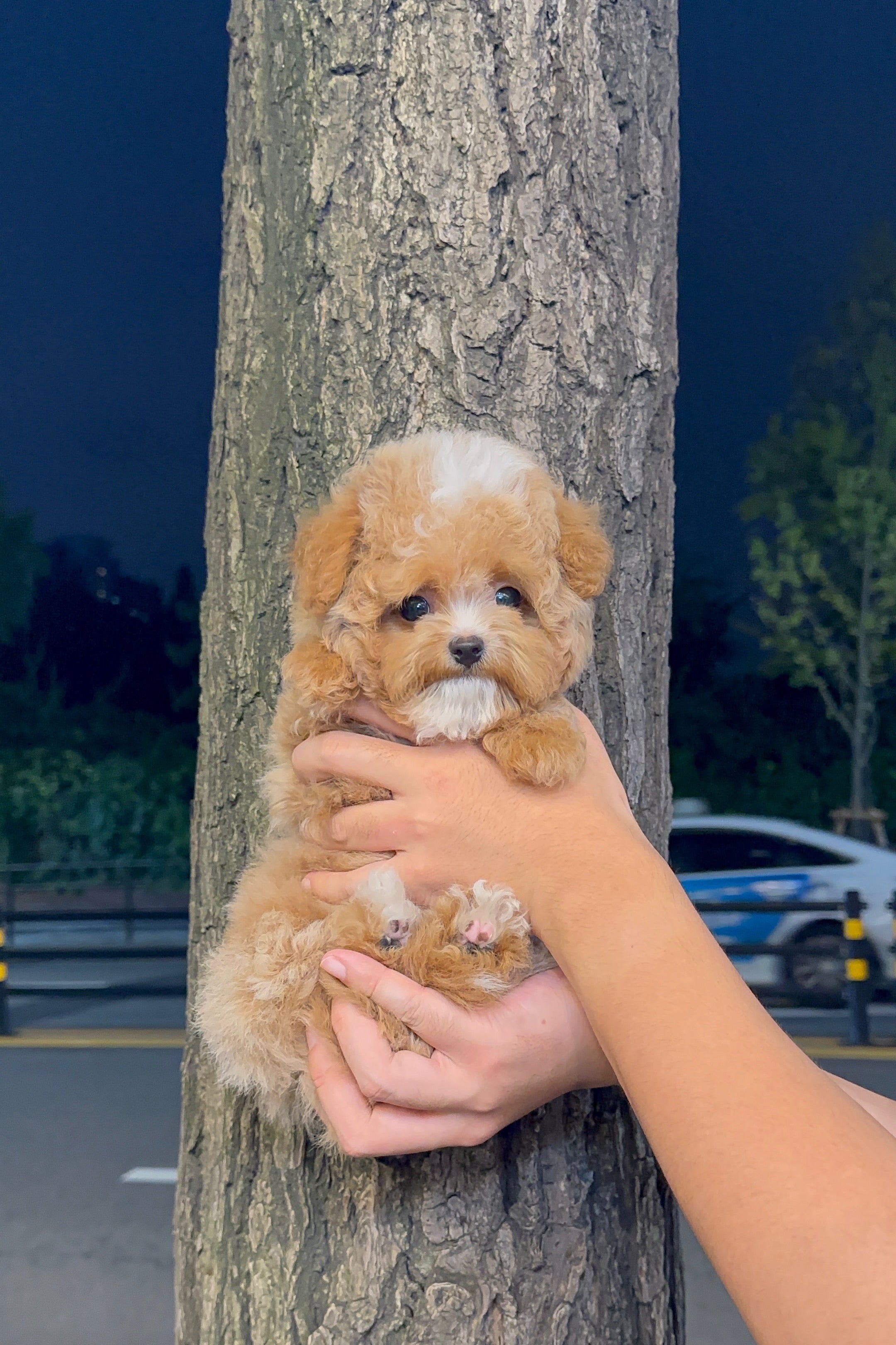 DAVIN - MALE (MALTIPOO)
