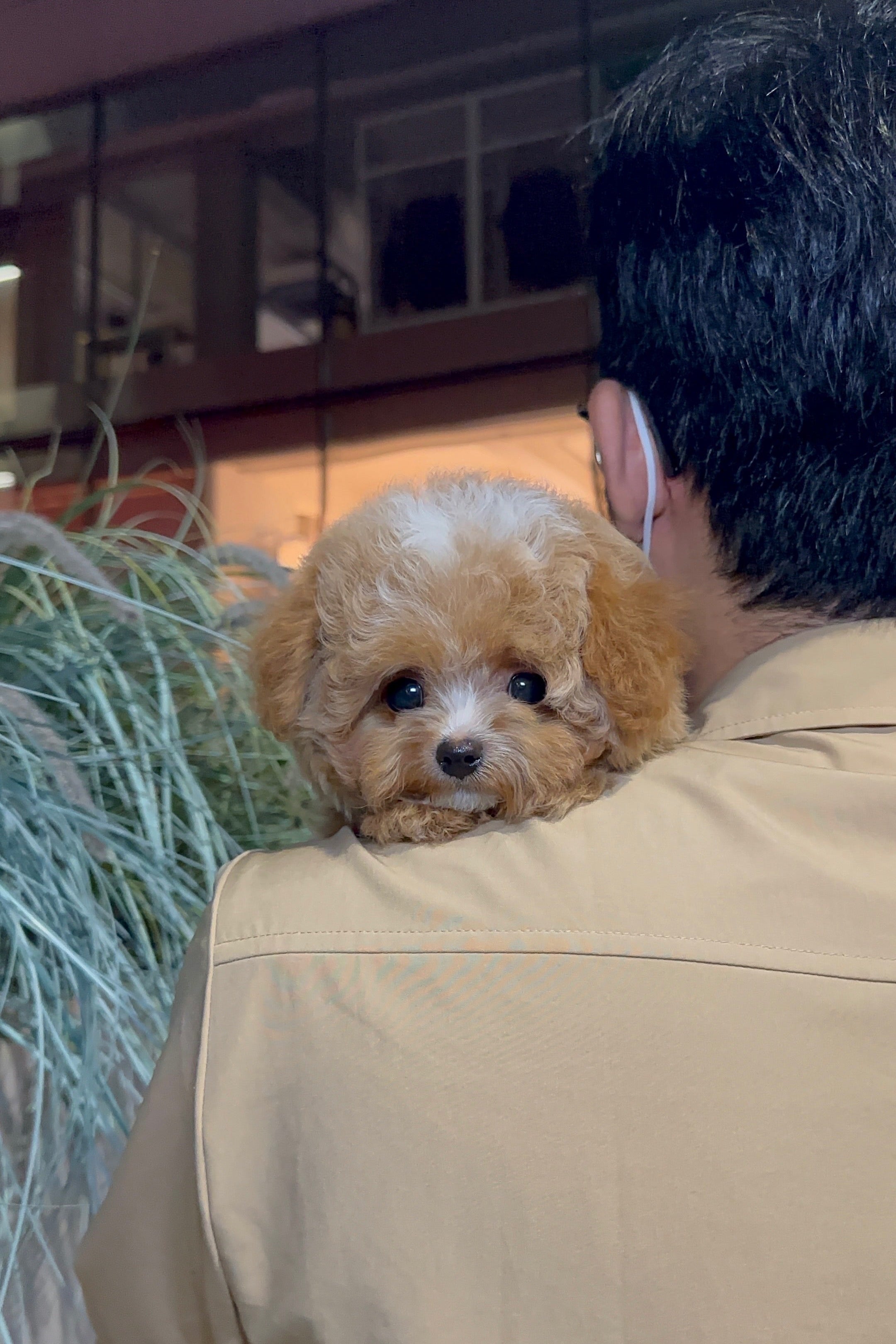 DAVIN - MALE (MALTIPOO)