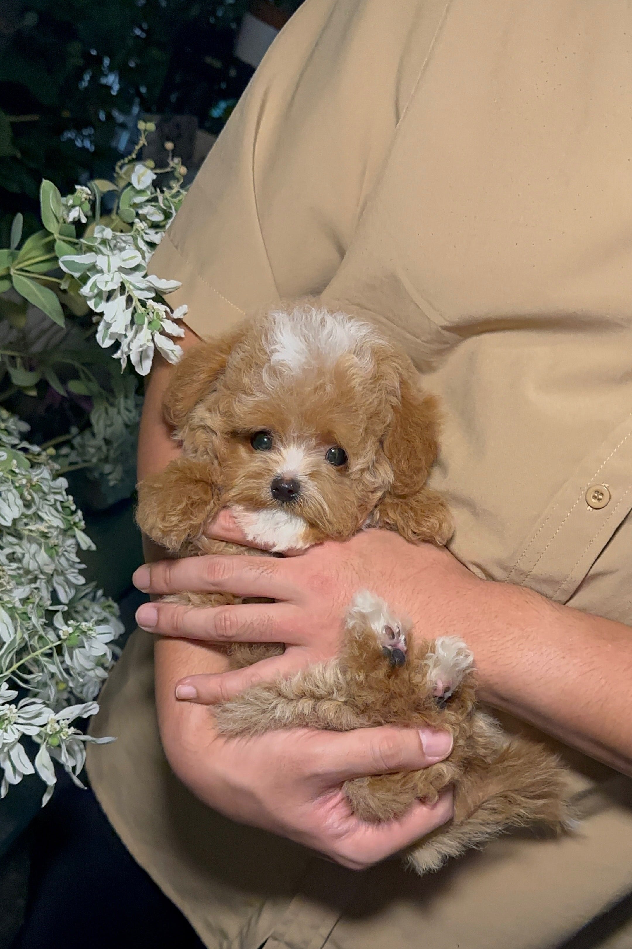DAVIN - MALE (MALTIPOO)