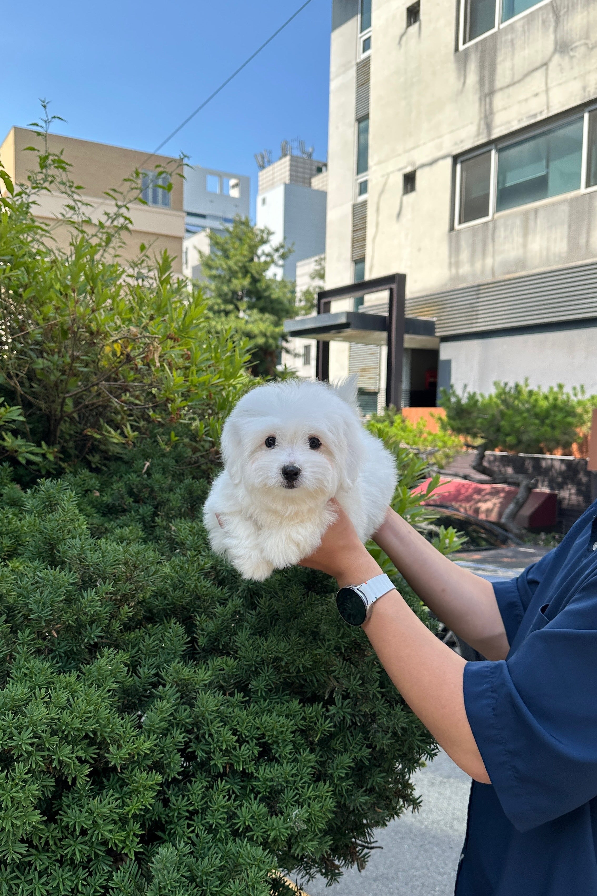 ELSA - FEMALE (COTON DE TULEAR)