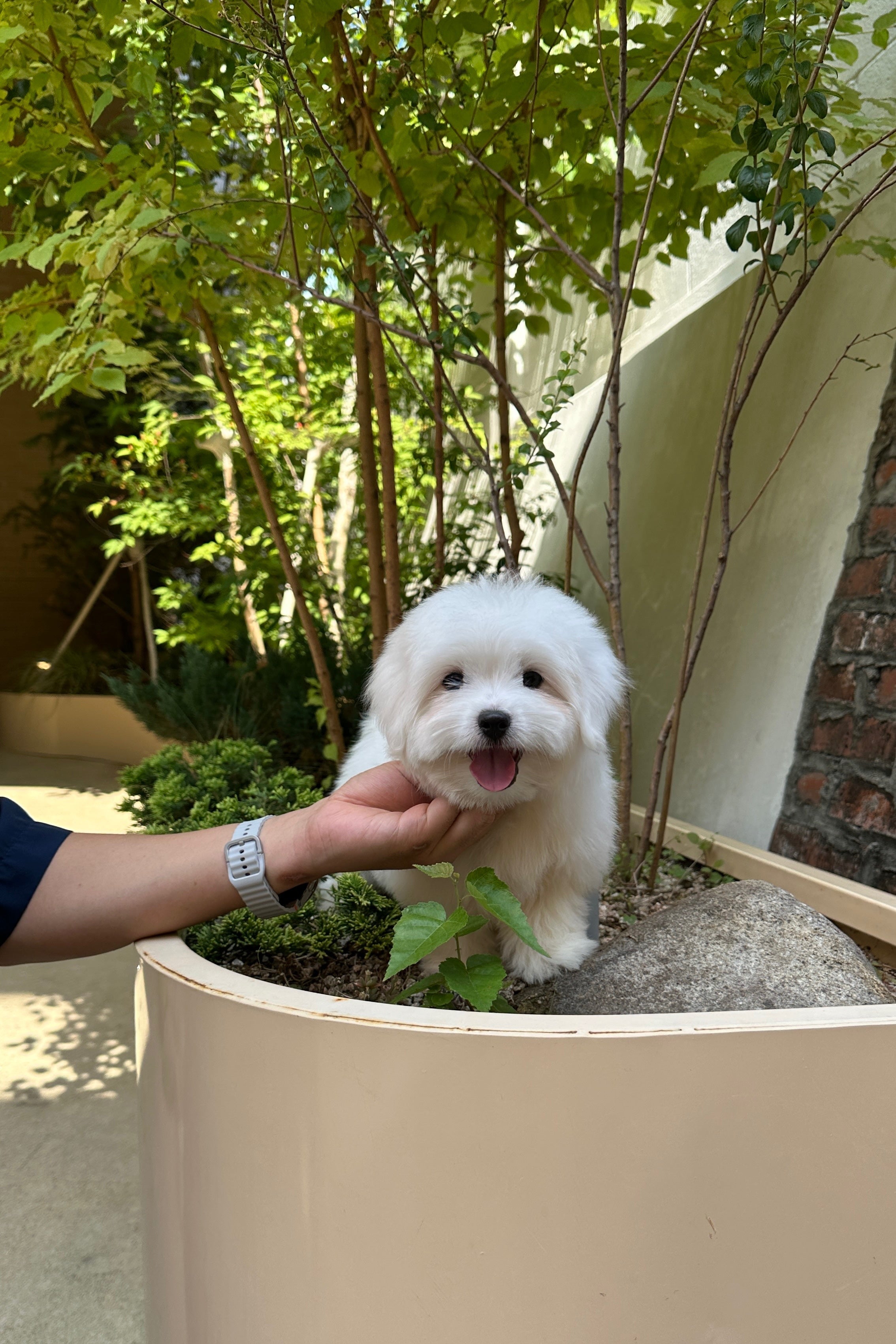 ELSA - FEMALE (COTON DE TULEAR)