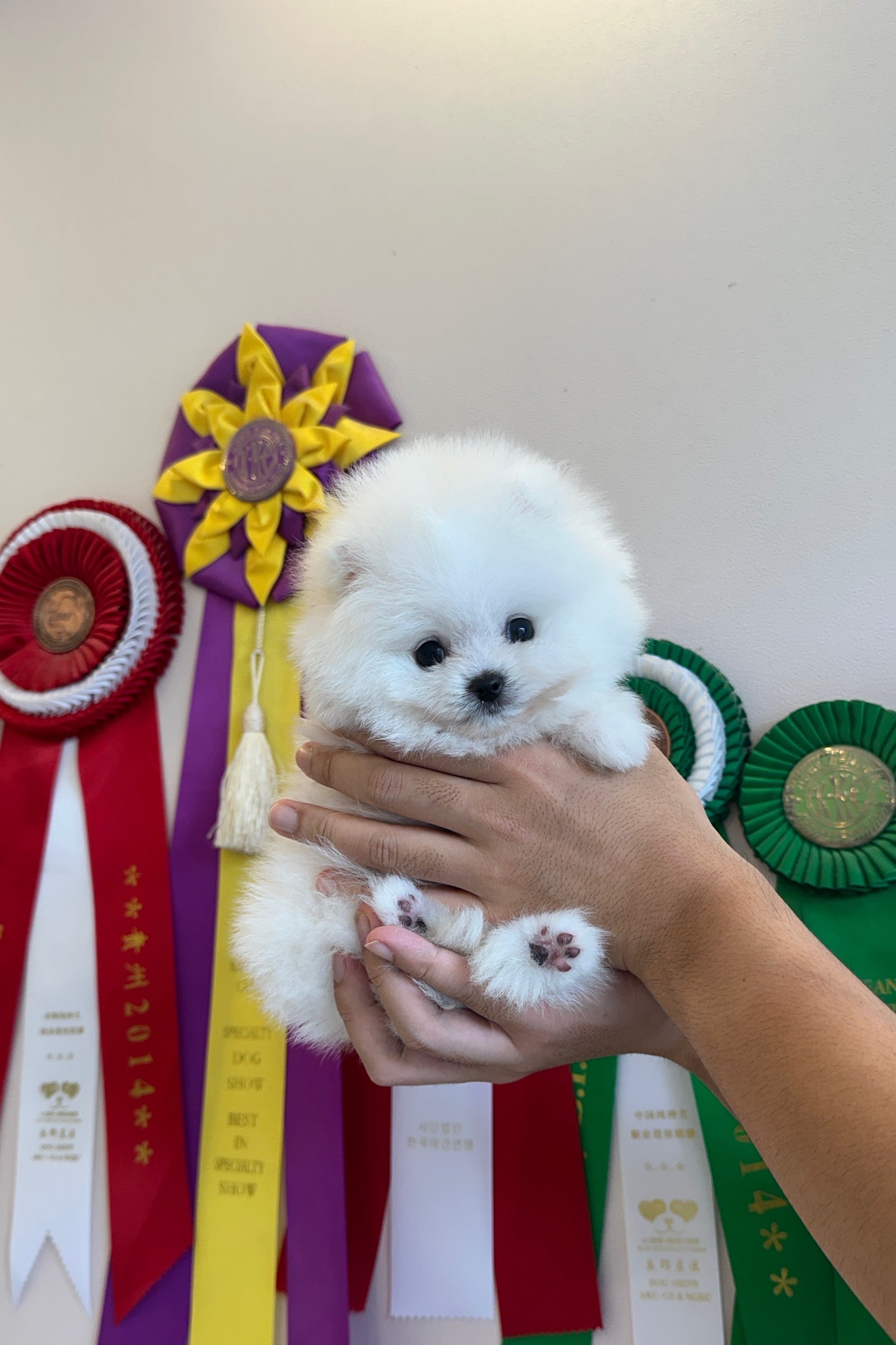 WOOYOO - MALE (POMERANIAN)