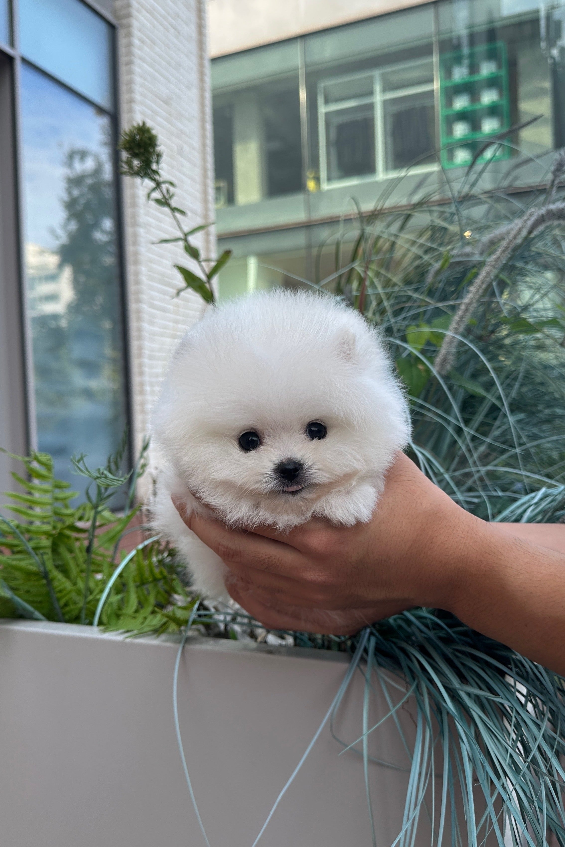 WOOYOO - MALE (POMERANIAN)