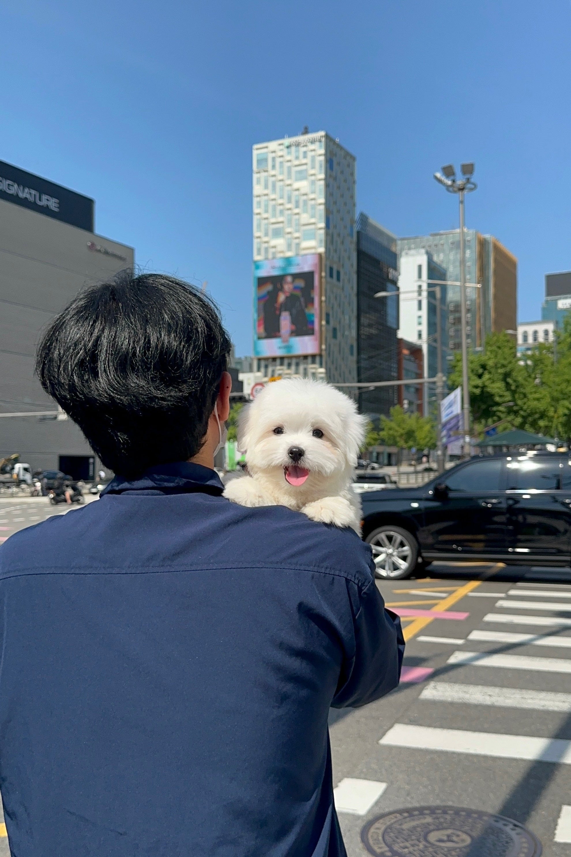 ELSA - FEMALE (COTON DE TULEAR)