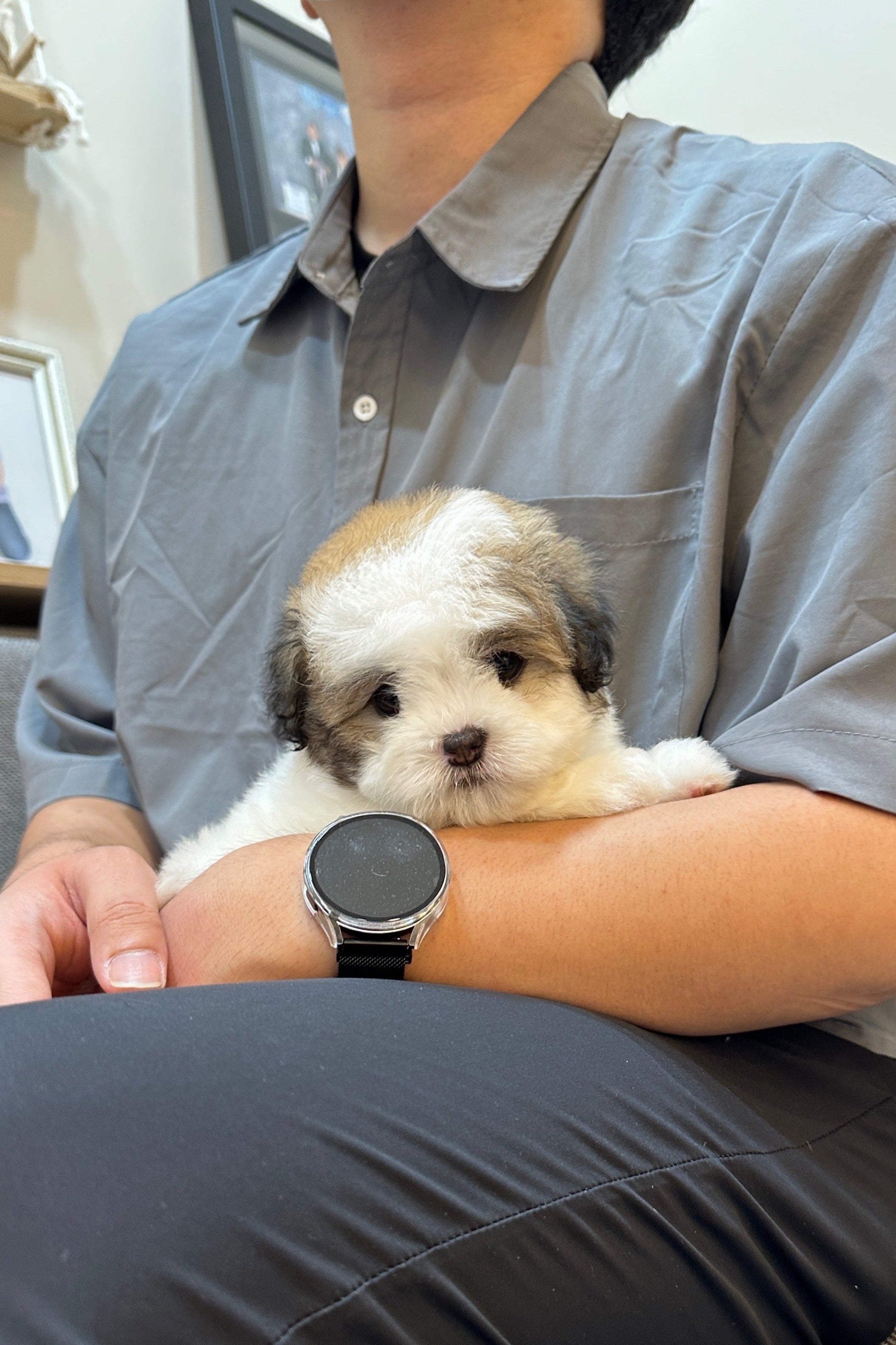 NANNA - FEMALE (COTON DE TULEAR)