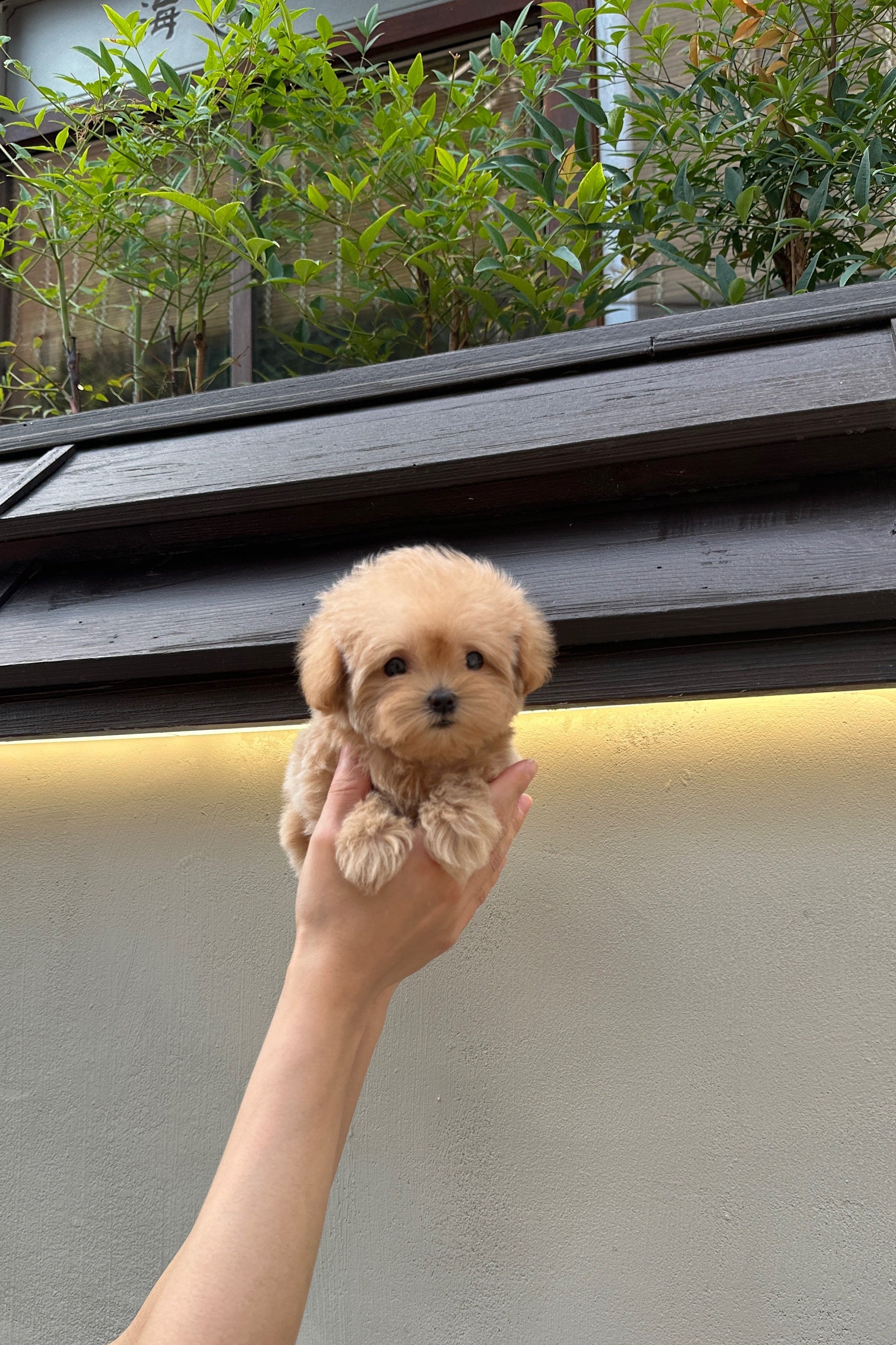 PUDDING - FEMALE (MALTIPOO)