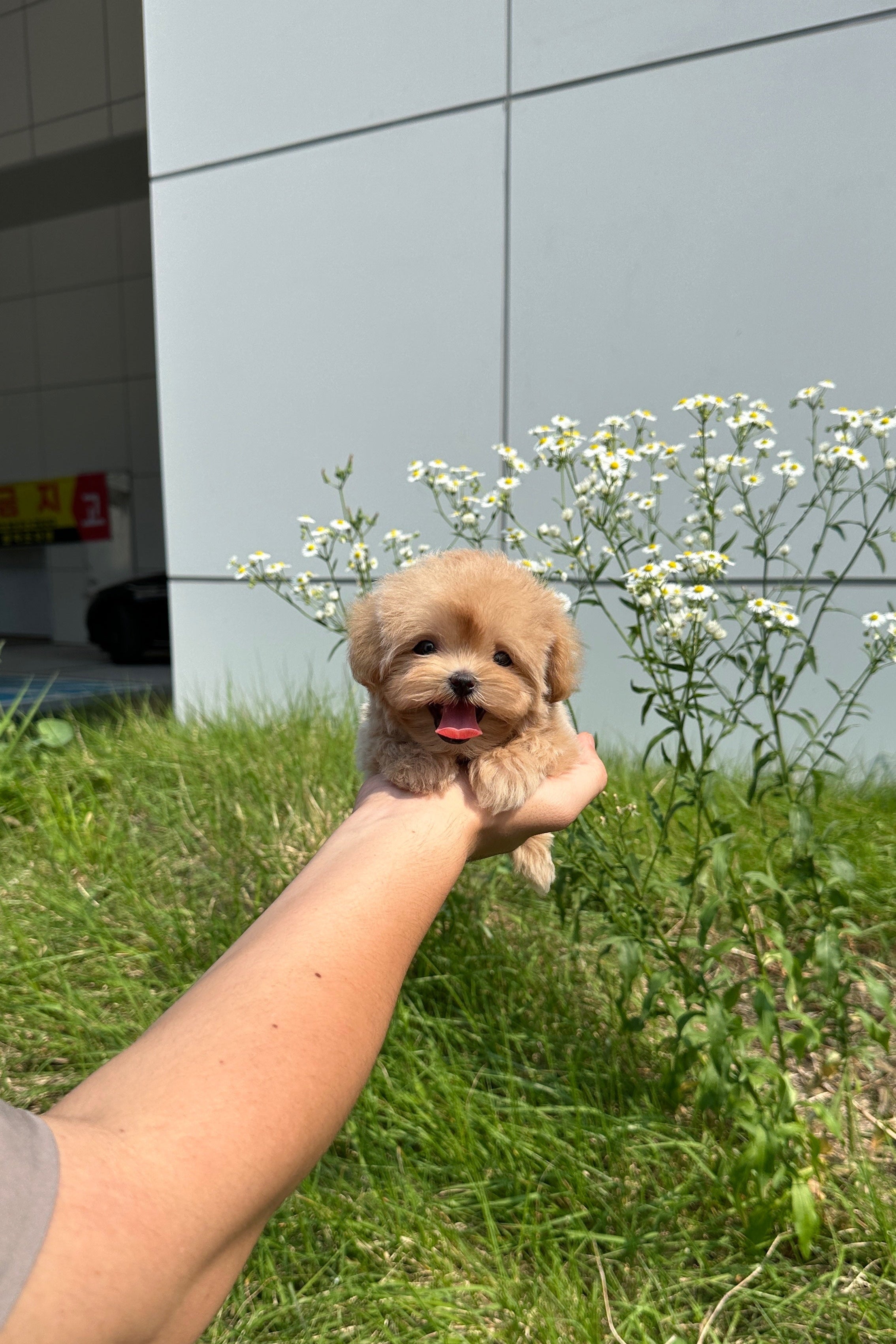 PUDDING - FEMALE (MALTIPOO)