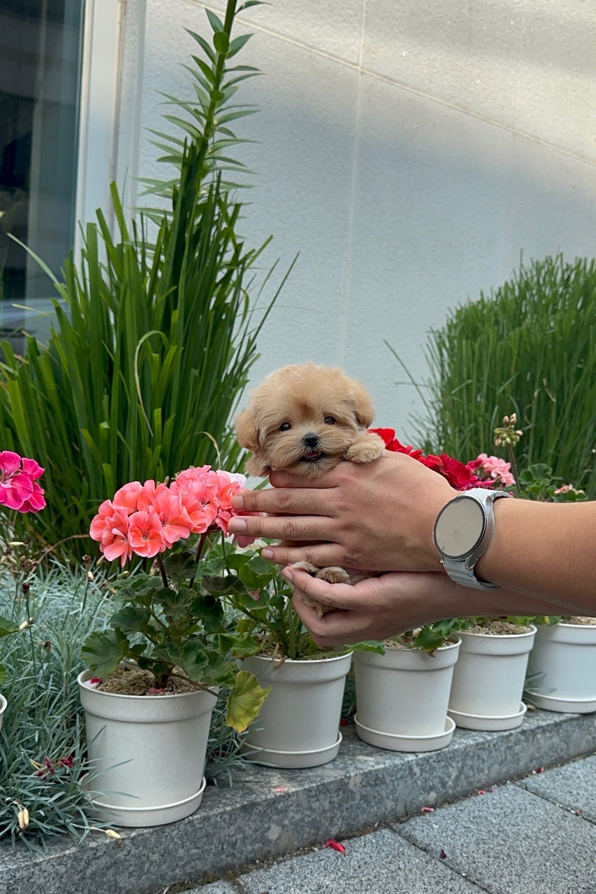 PUDDING - FEMALE (MALTIPOO)