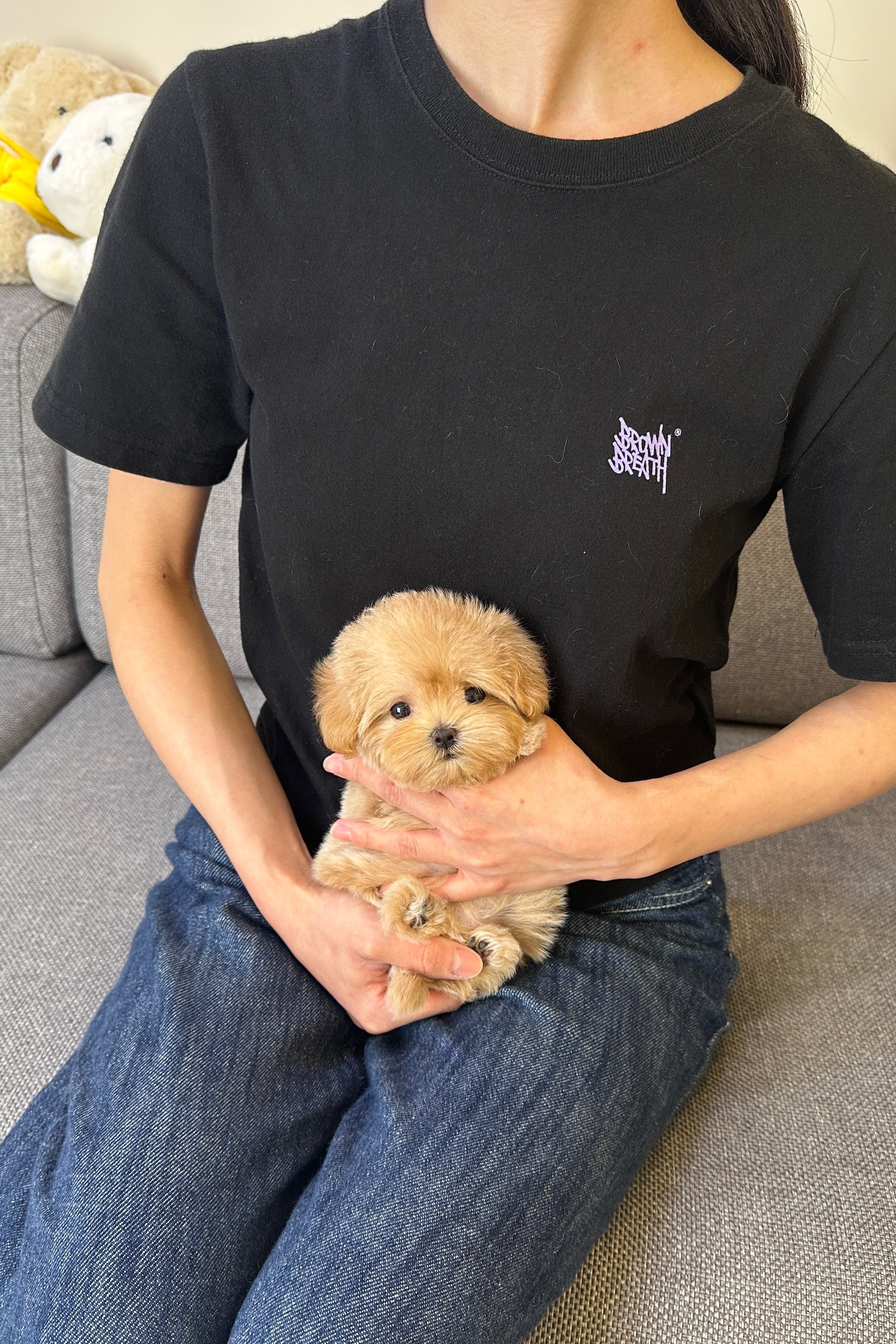 PUDDING - FEMALE (MALTIPOO)