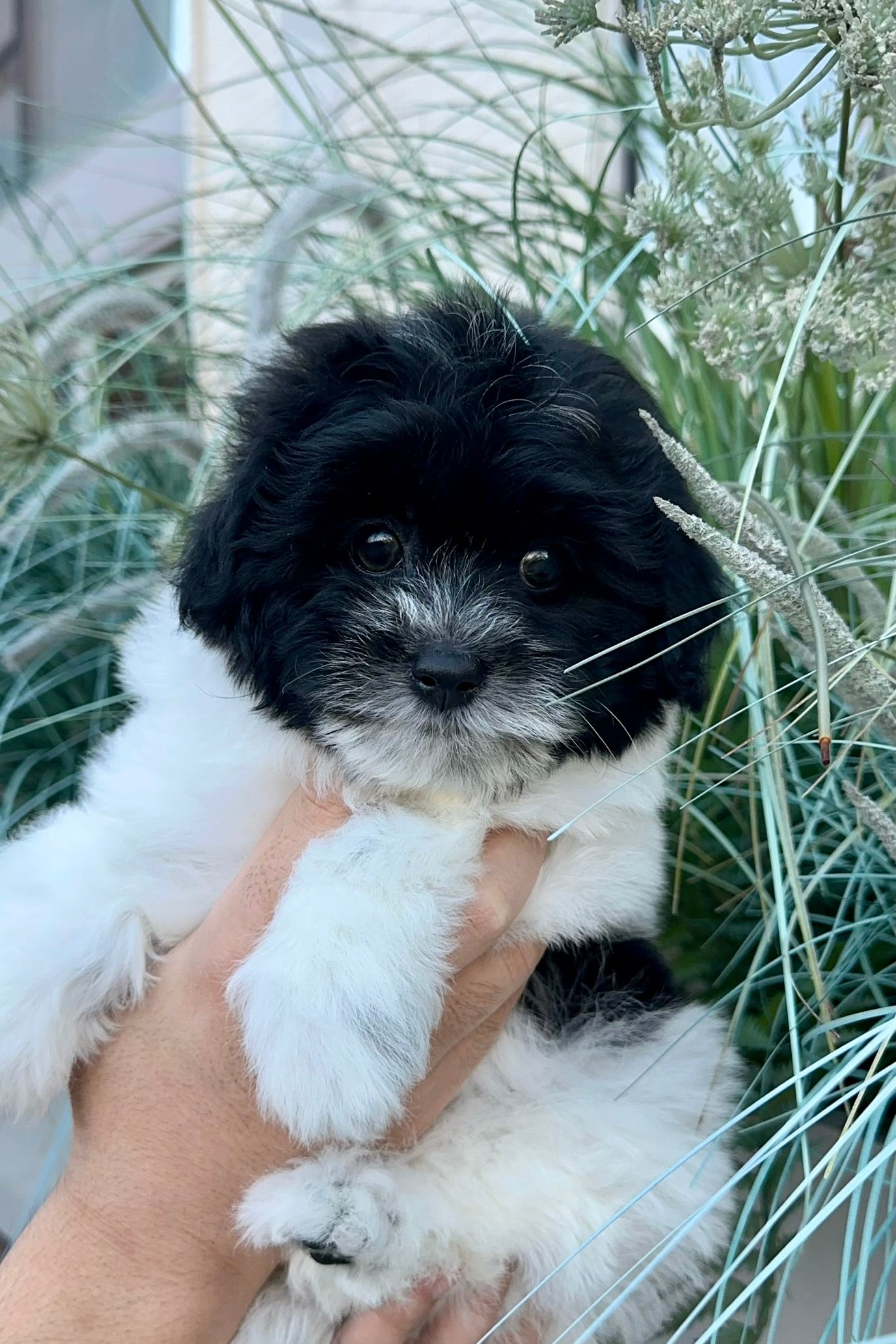 OREO - MALE (COTON DE TULEAR)