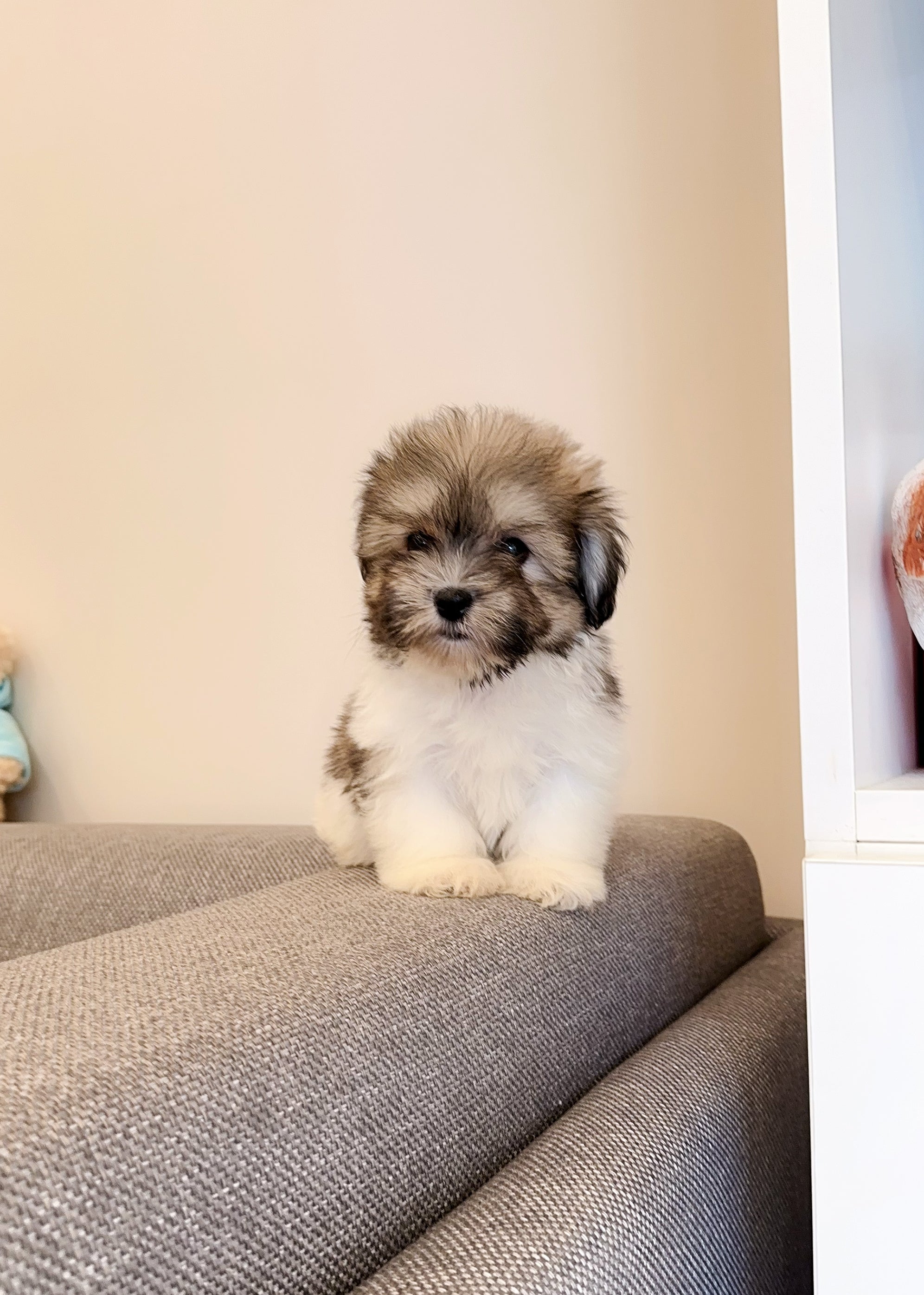 GRBRIELLA - FEMALE (COTON DE TULEAR)