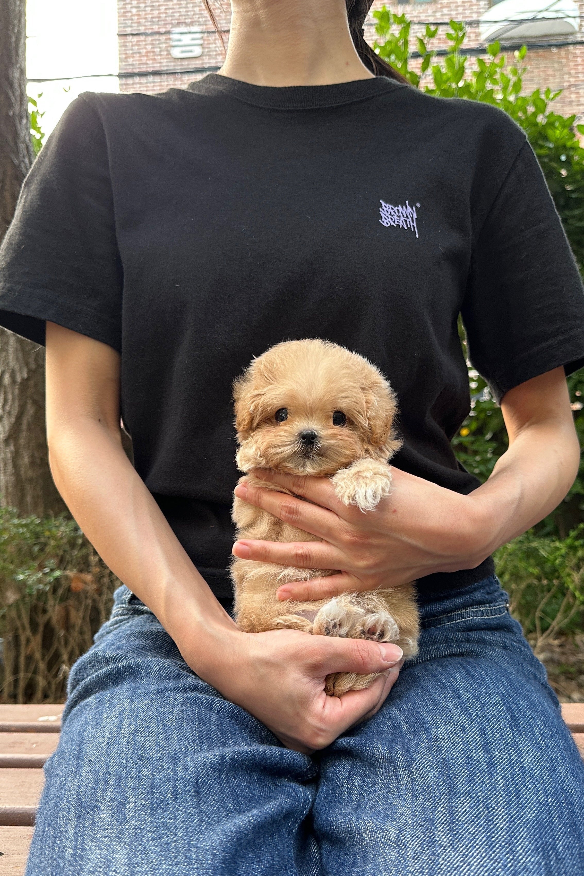 NARIN - FEMALE (MALTIPOO)