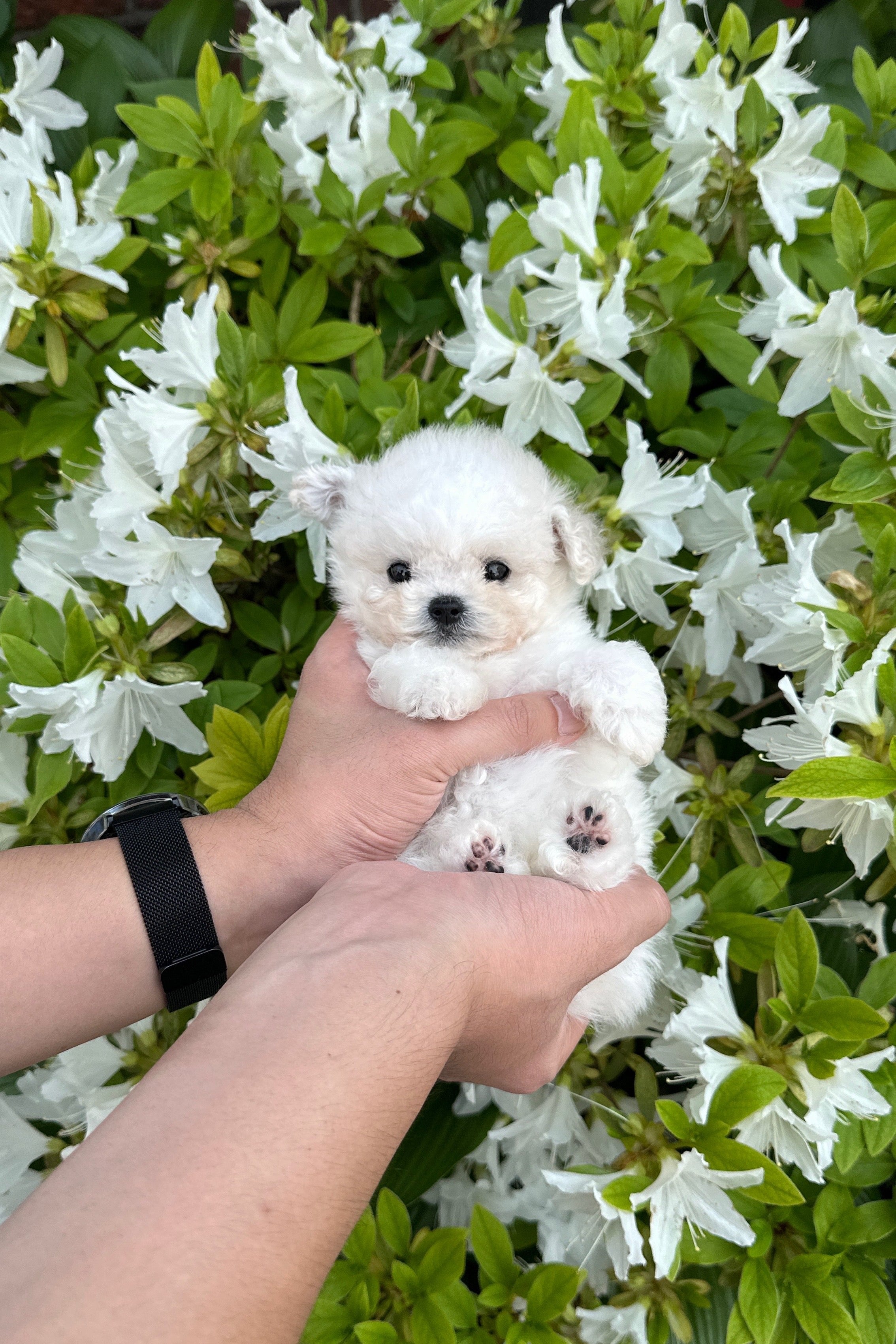 BOMI - FEMALE (BICHON FRISE)