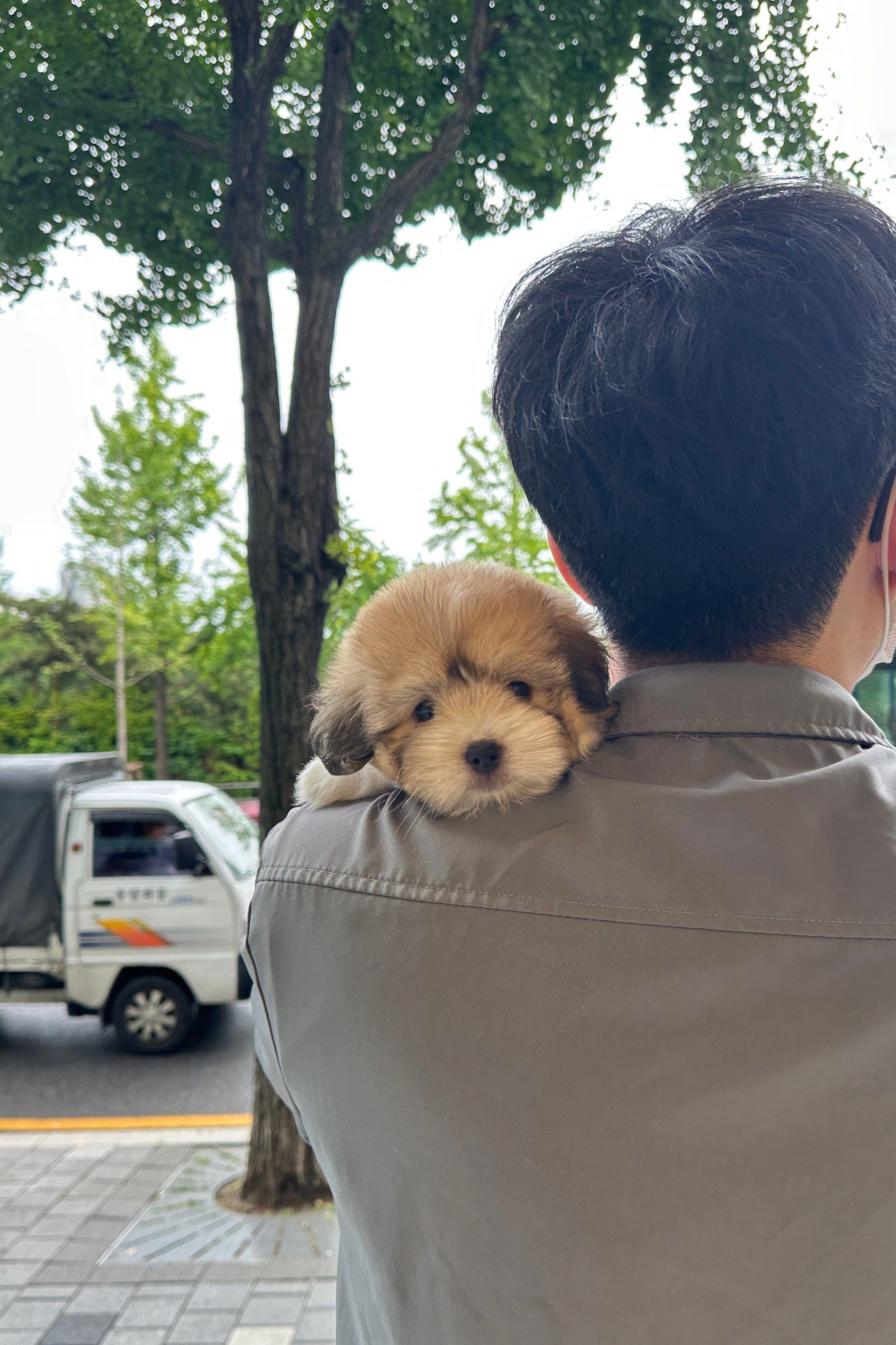 PONYO - MALE (COTON DE TULEAR)
