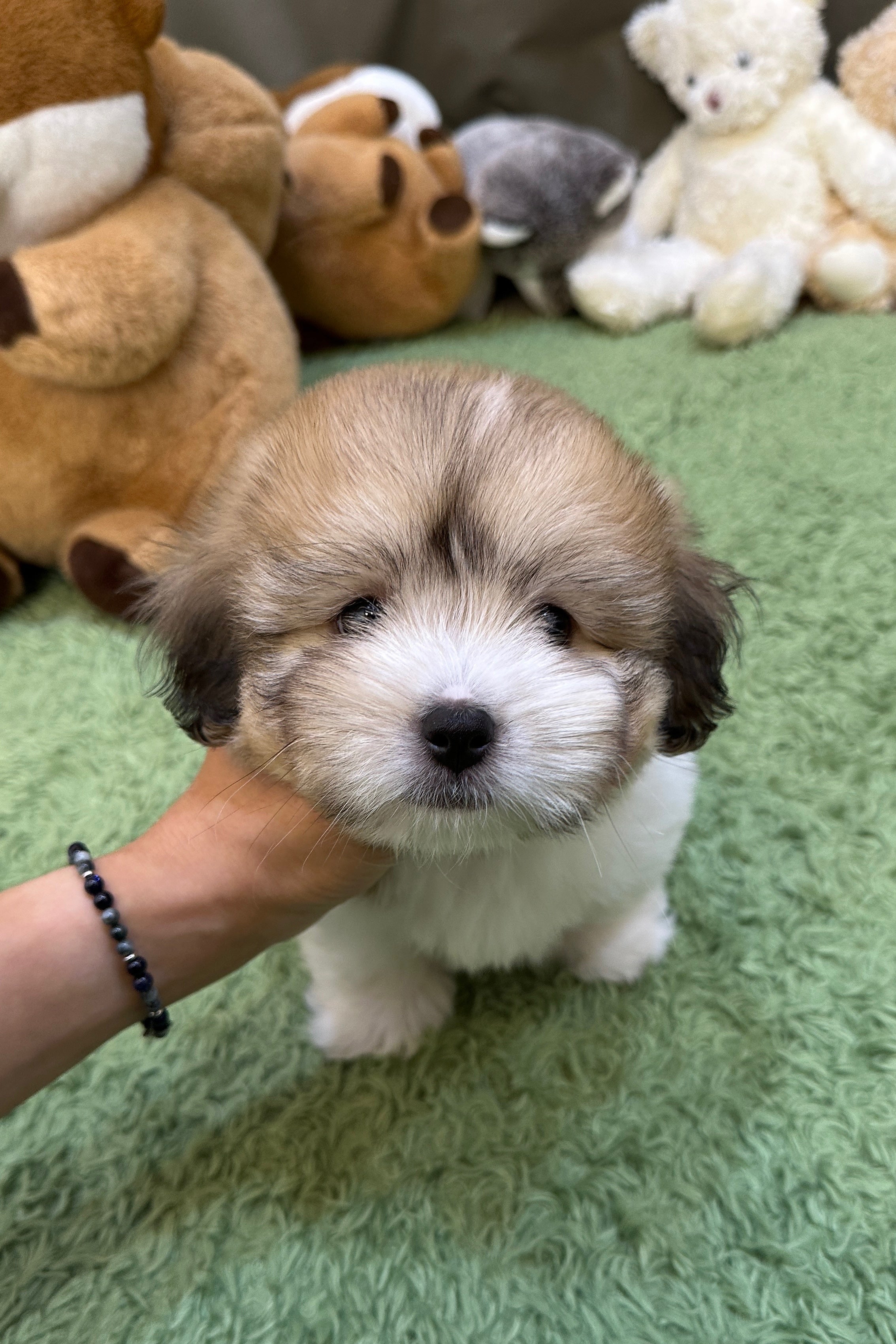 PONYO - MALE (COTON DE TULEAR)