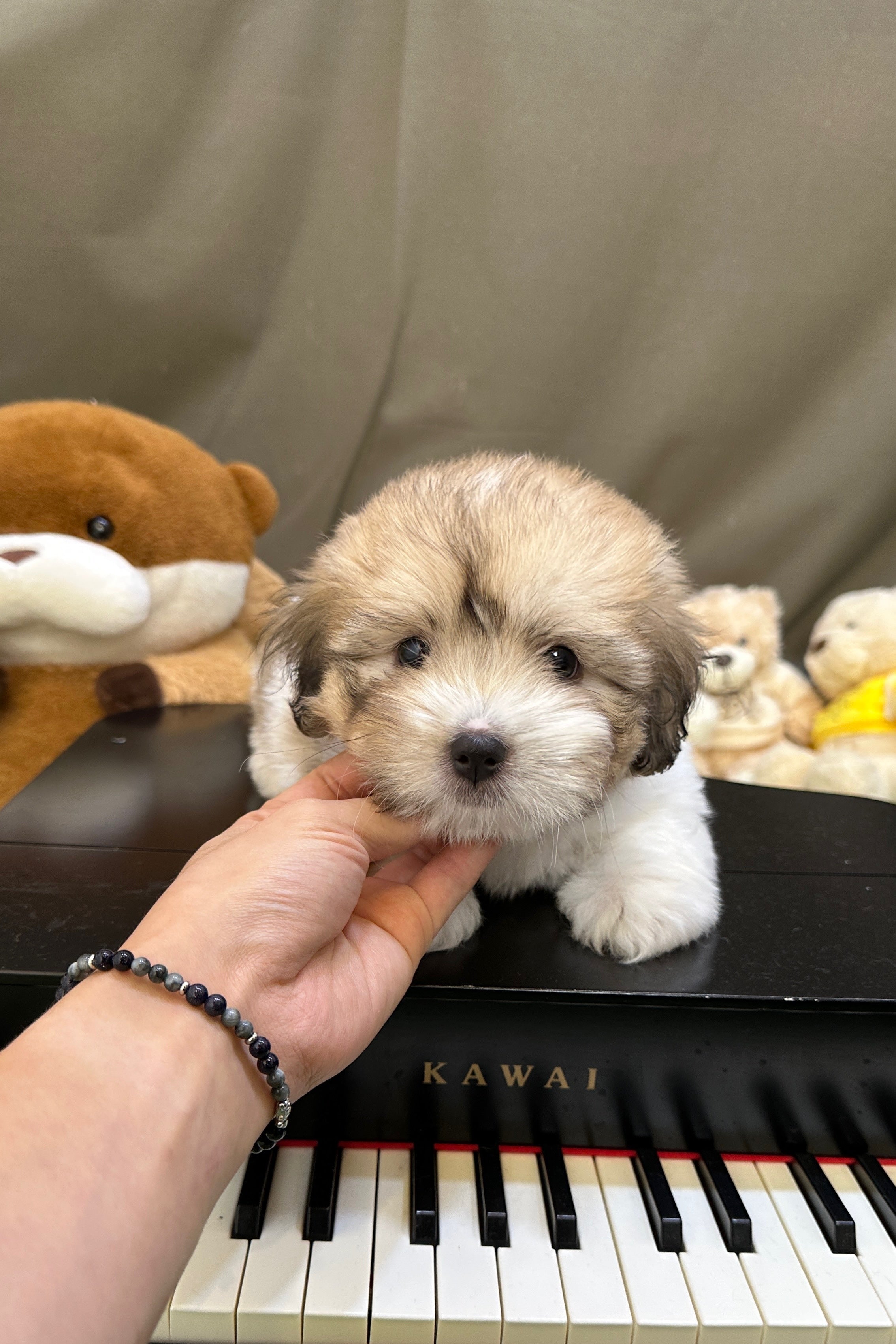 PONYO - MALE (COTON DE TULEAR)