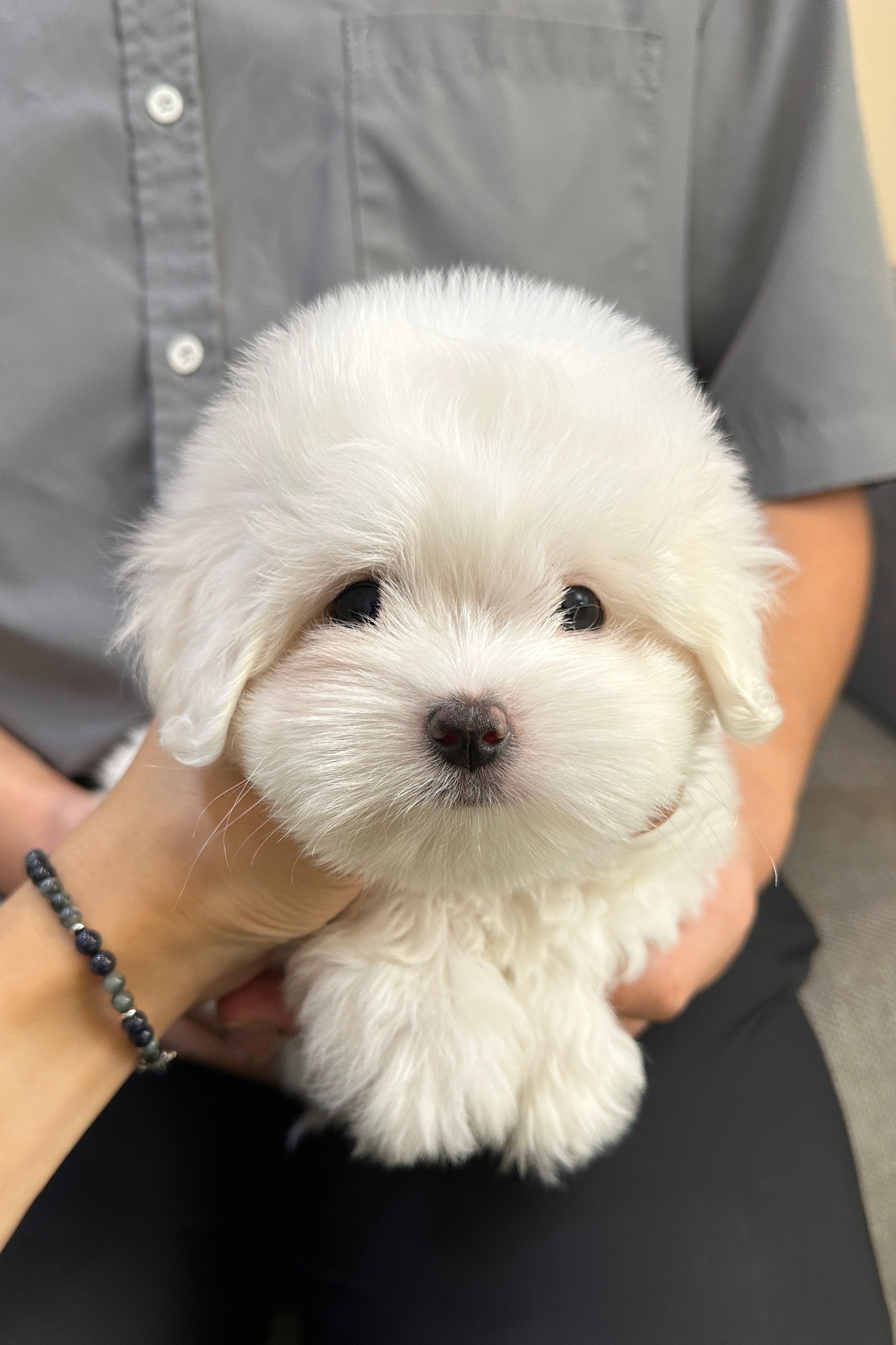 BEBE - FEMALE (COTON DE TULEAR)