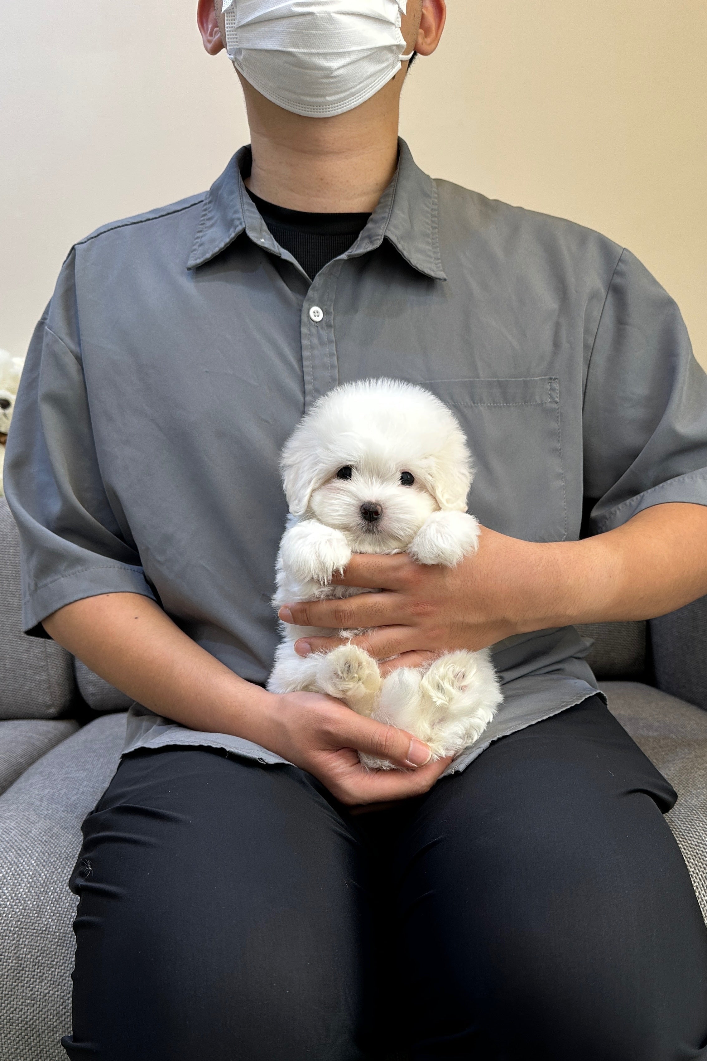 BEBE - FEMALE (COTON DE TULEAR)