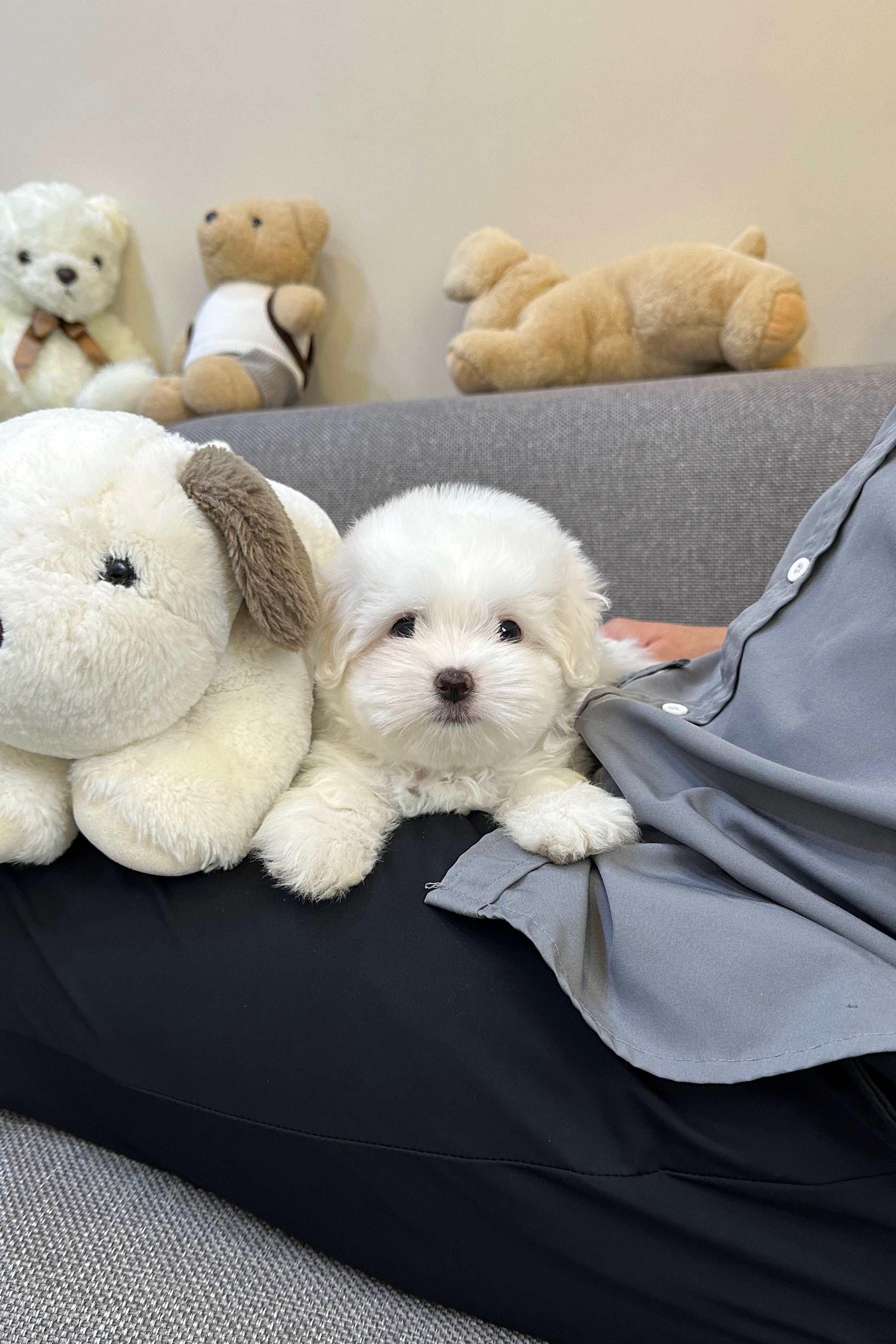 BEBE - FEMALE (COTON DE TULEAR)