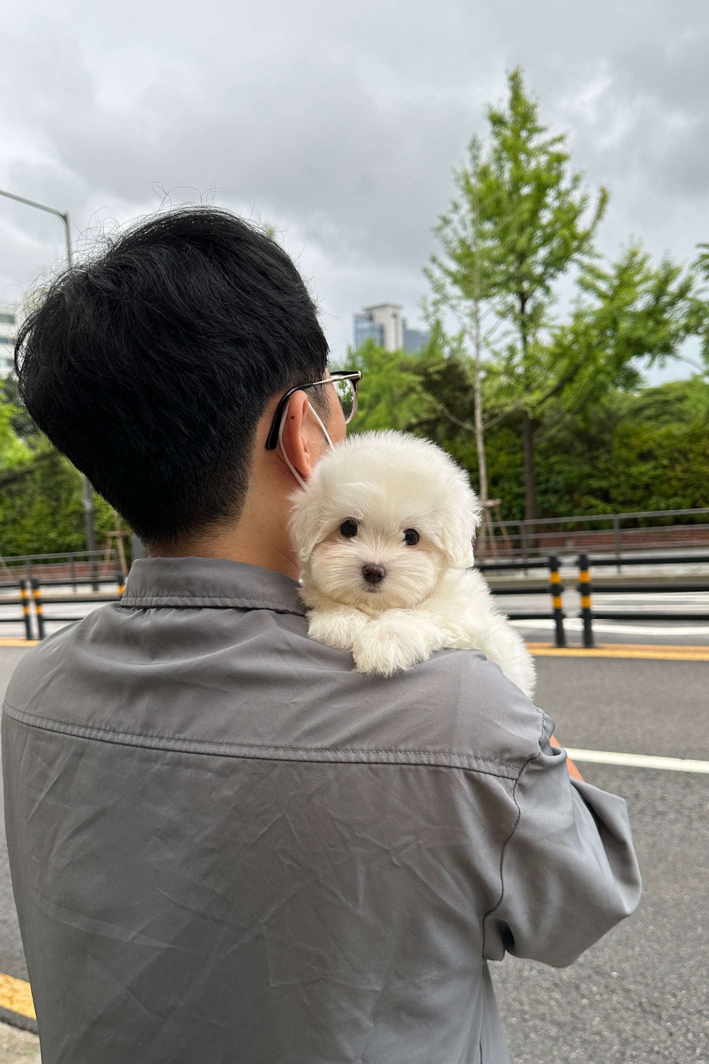BEBE - FEMALE (COTON DE TULEAR)