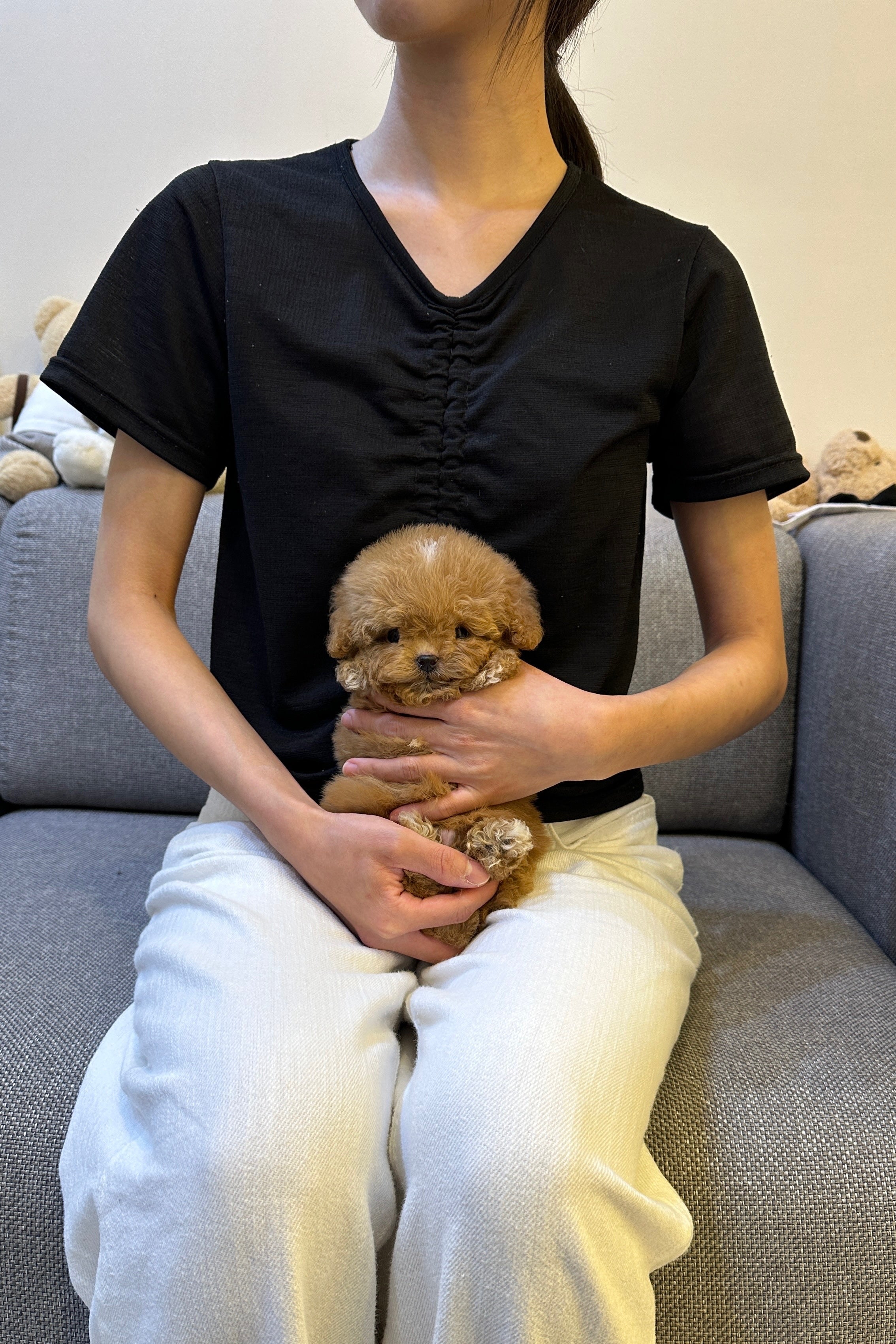 TONY - MALE (MALTIPOO)