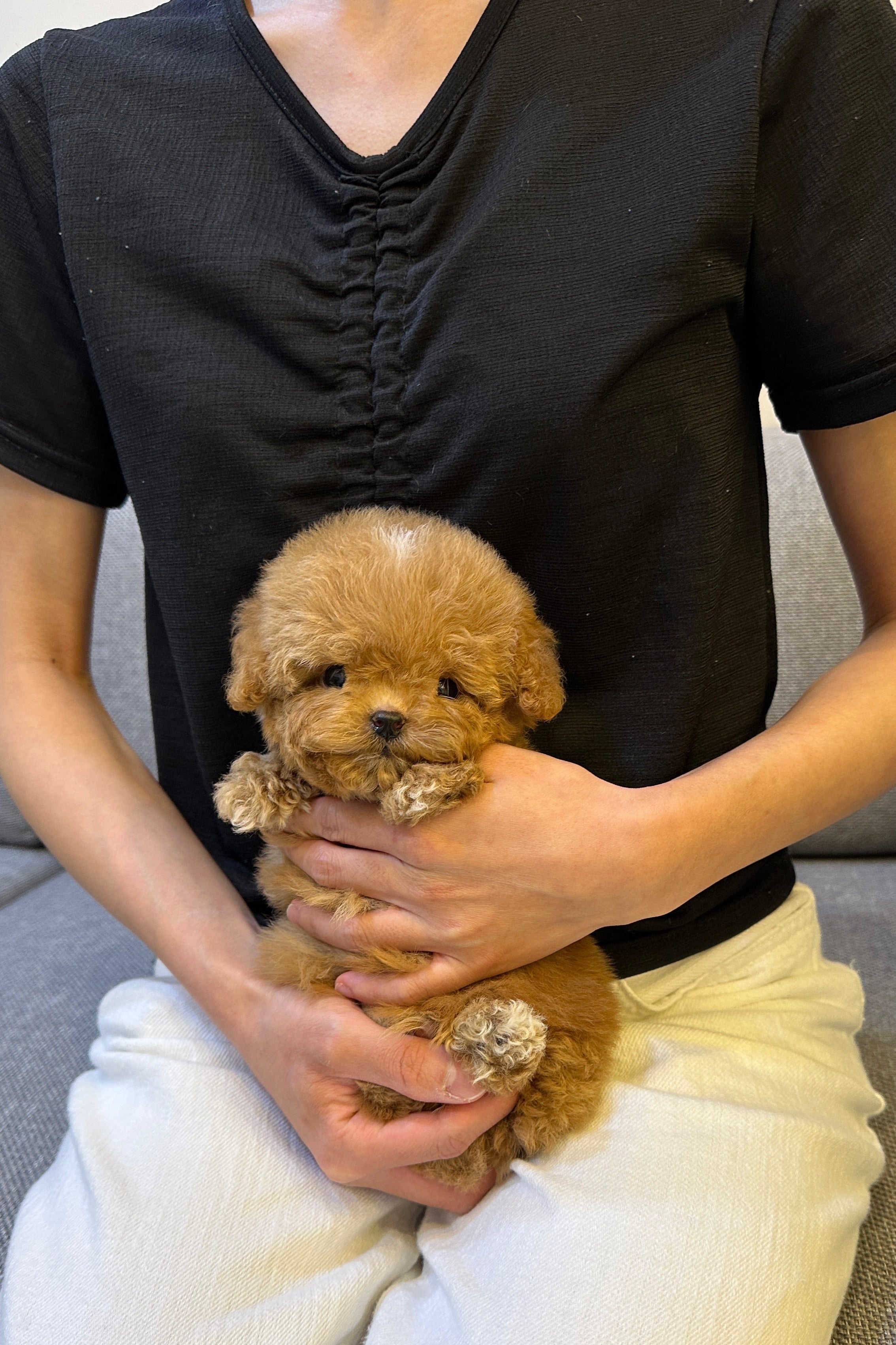 TONY - MALE (MALTIPOO)