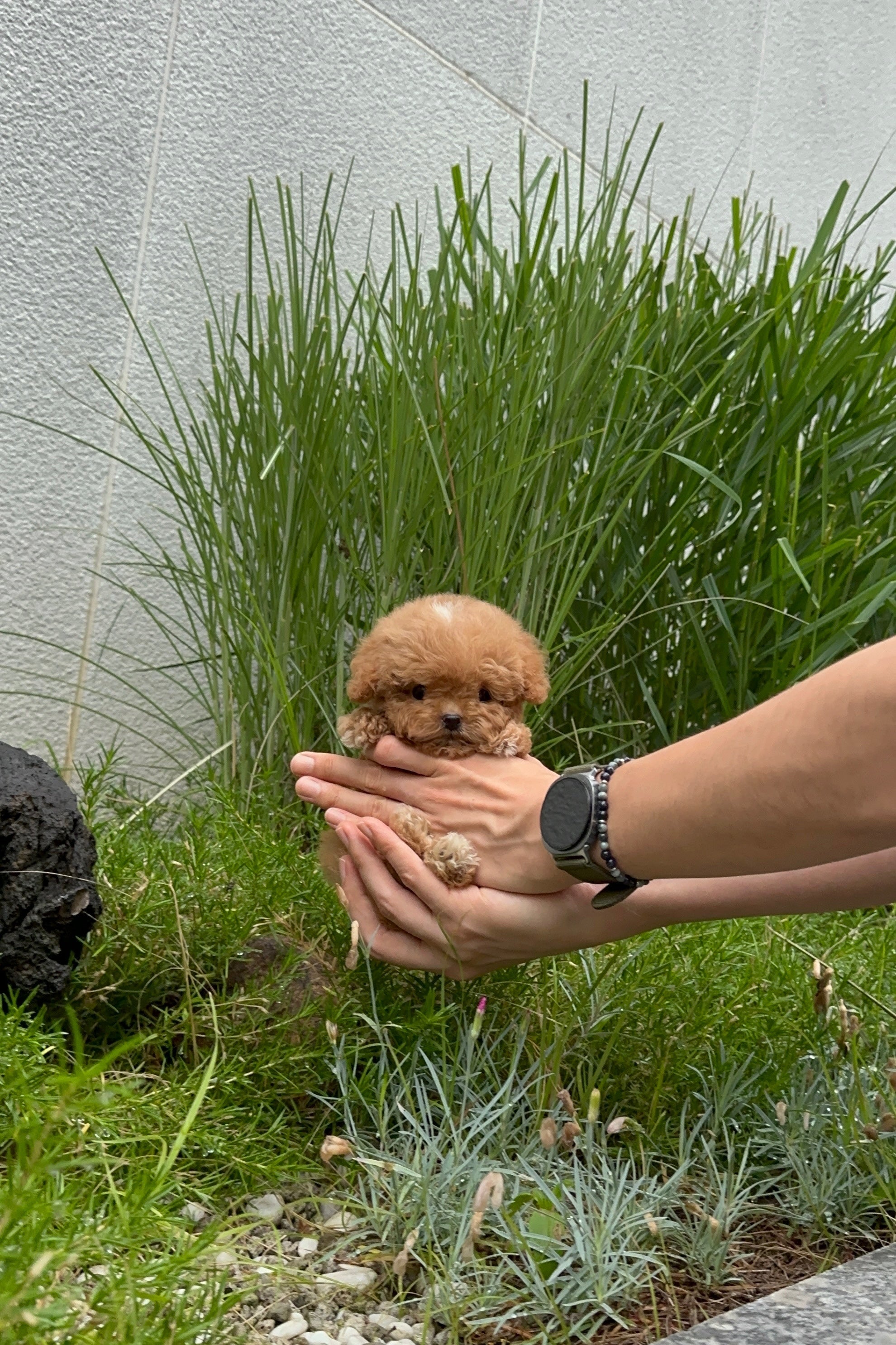 TONY - MALE (MALTIPOO)