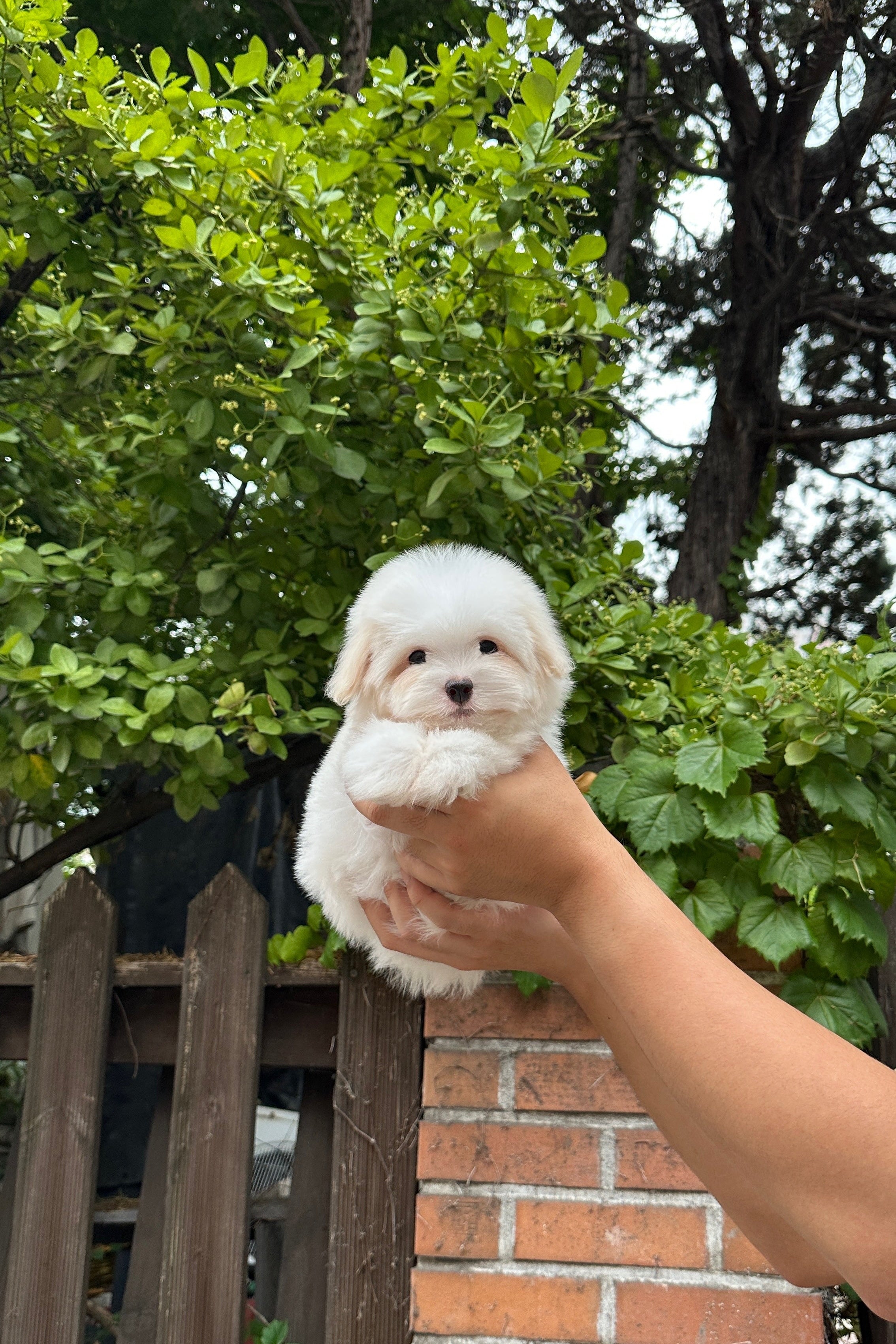 LUNA - FEMALE (COTON DE TULEAR)