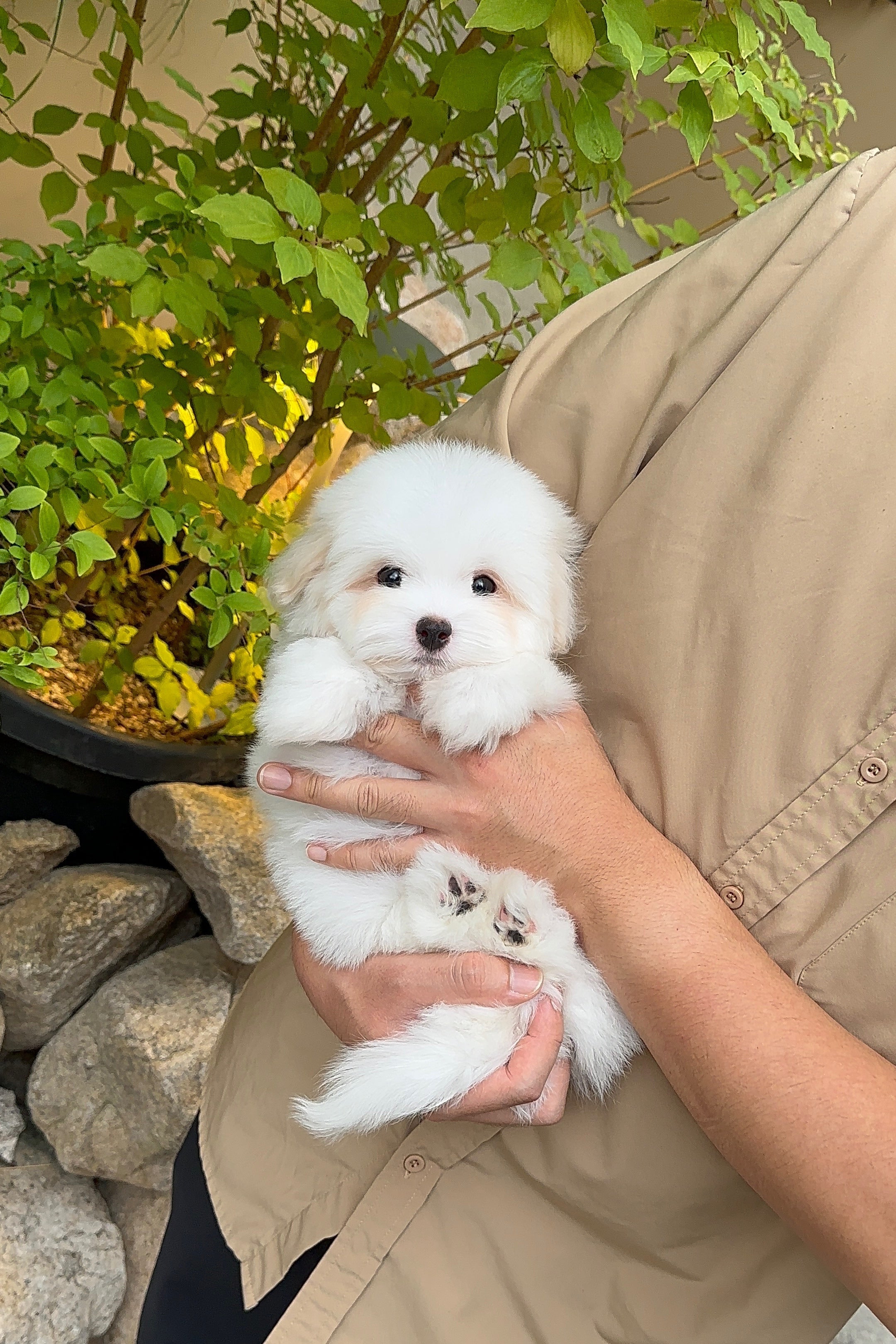 LUNA - FEMALE (COTON DE TULEAR)