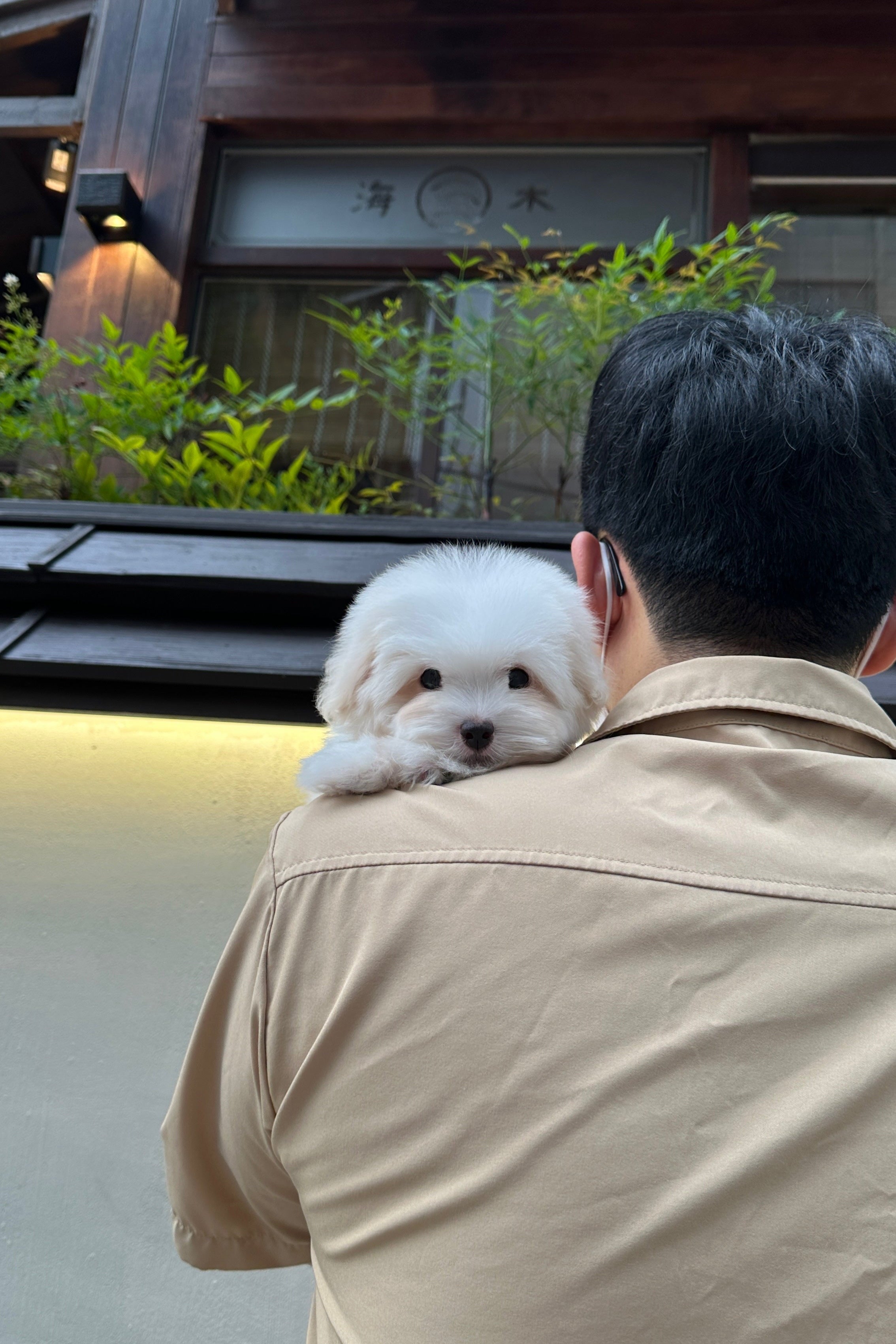 LUNA - FEMALE (COTON DE TULEAR)