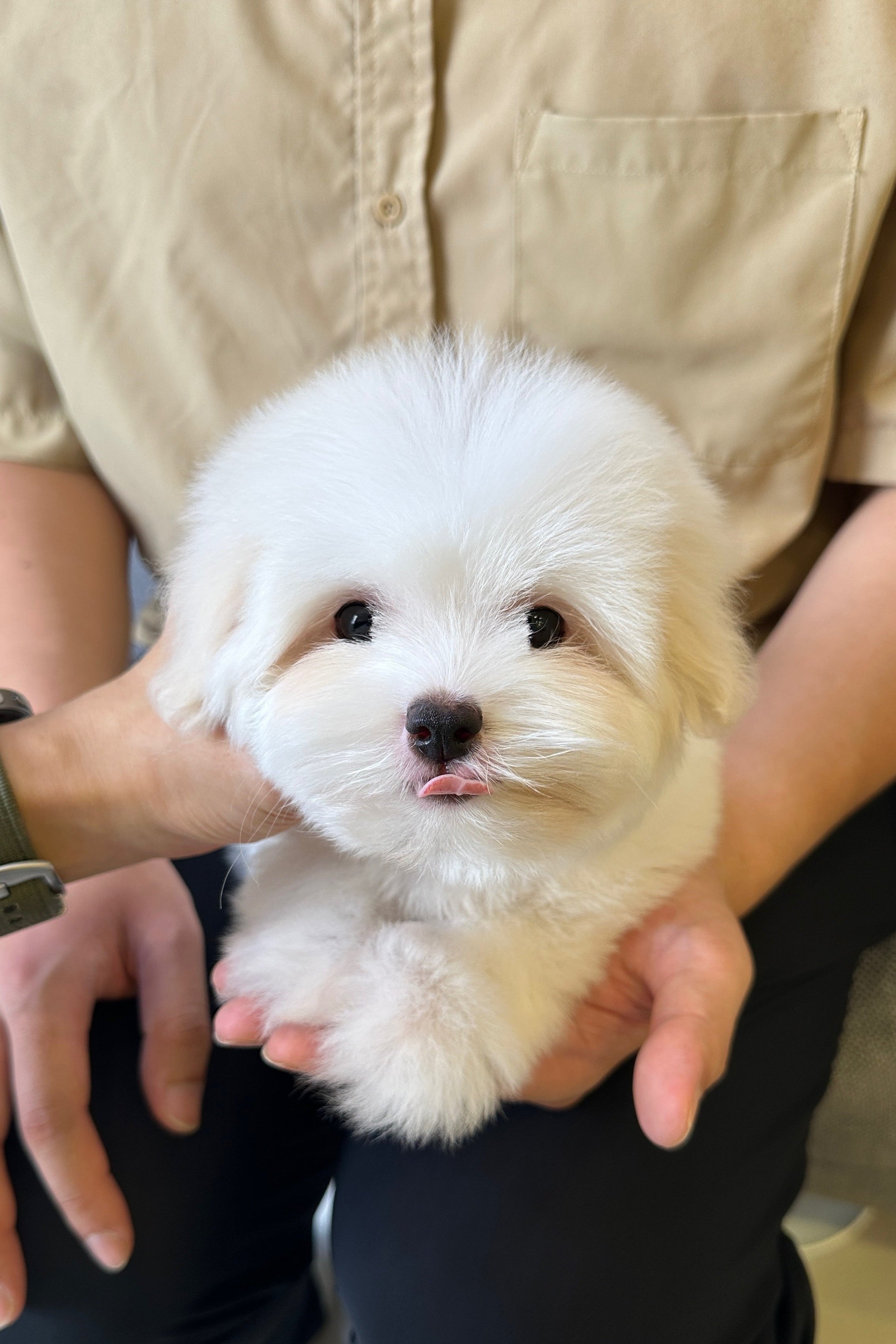 LUNA - FEMALE (COTON DE TULEAR)