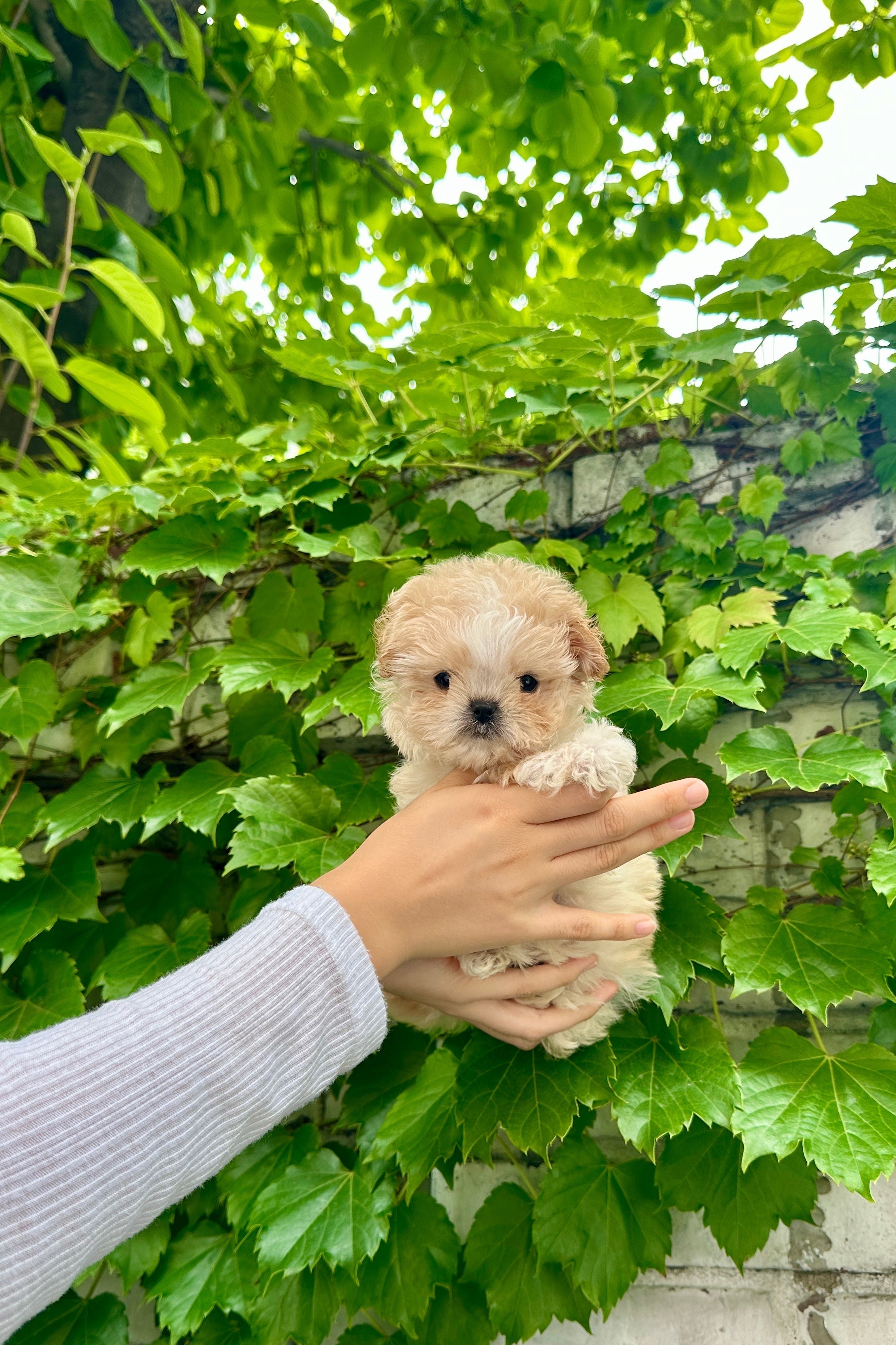 HANI - FEMALE (MALTIPOO)