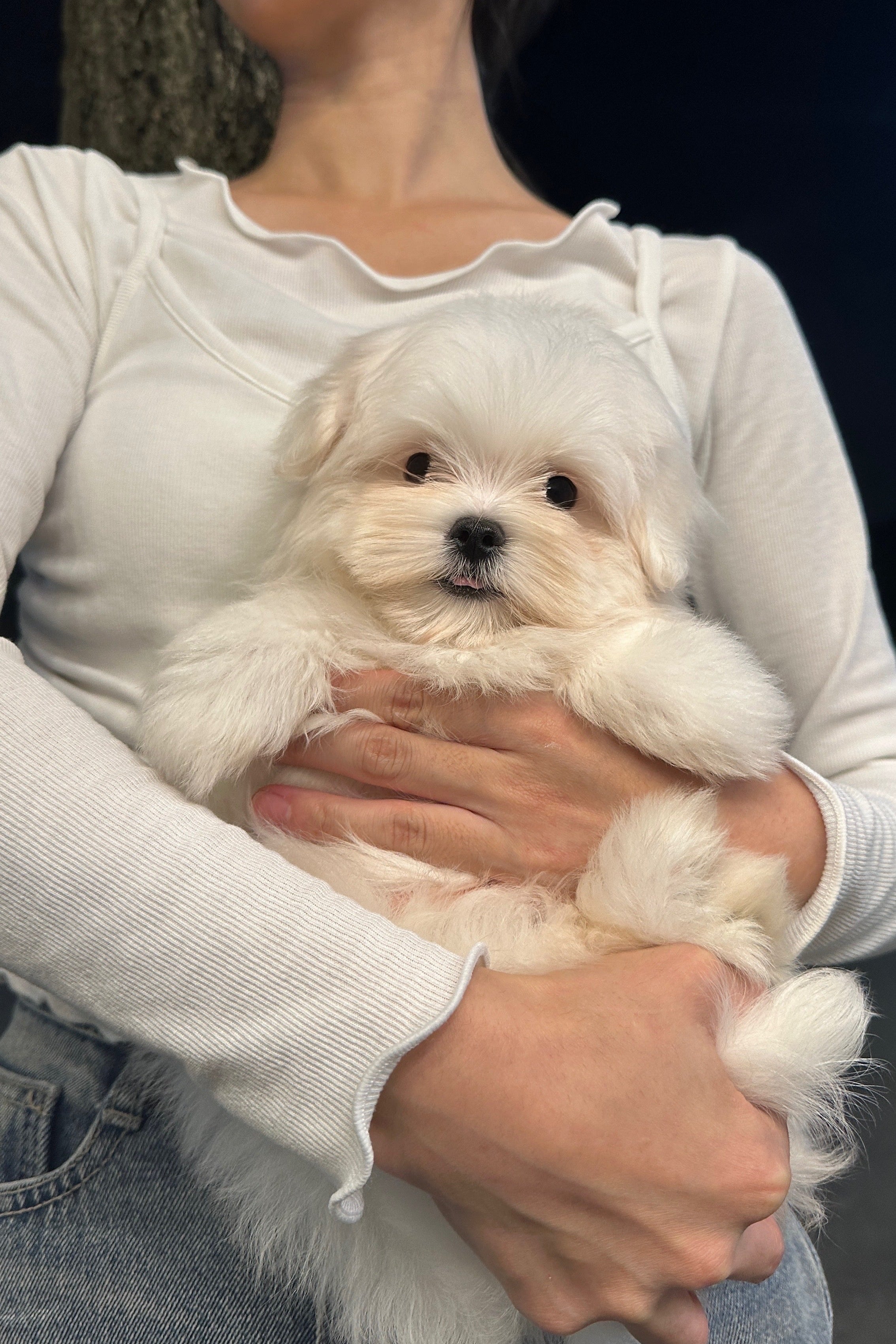 HYERI - FEMALE (MALTESE)