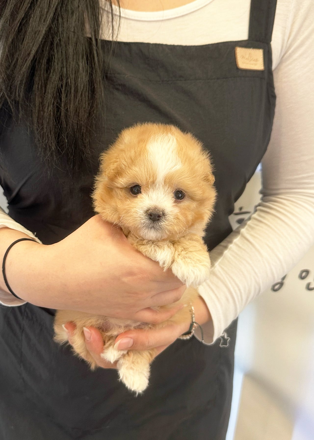 KENNETH - MALE (MALTIPOO)