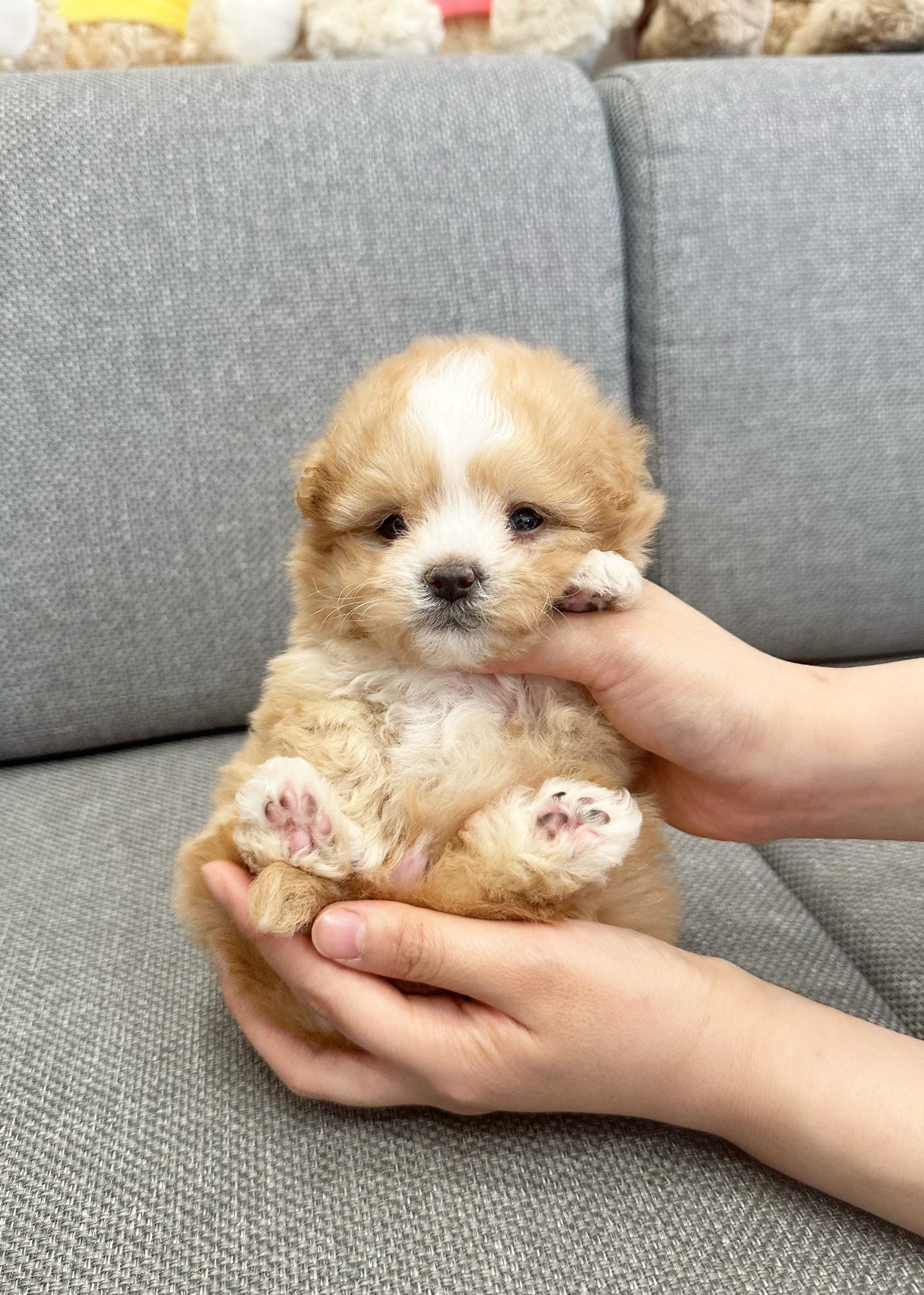 KENNETH - MALE (MALTIPOO)