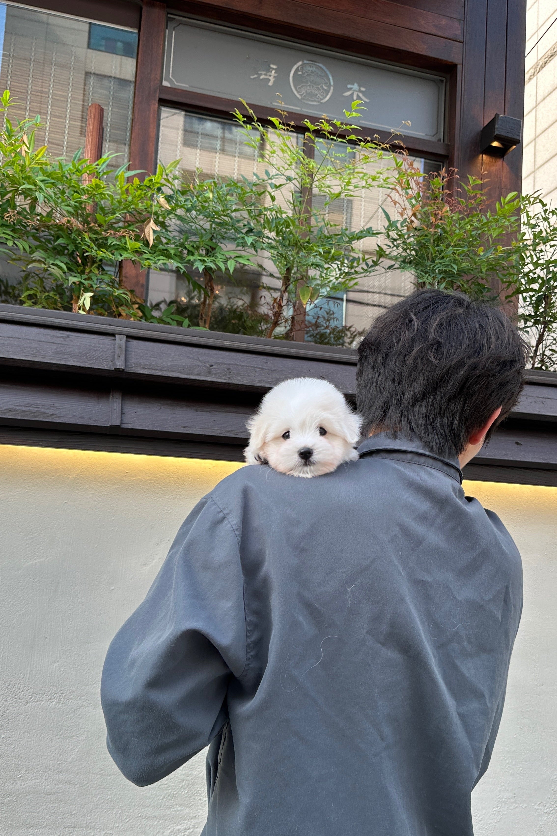 LEO - MALE (COTON DE TULEAR)