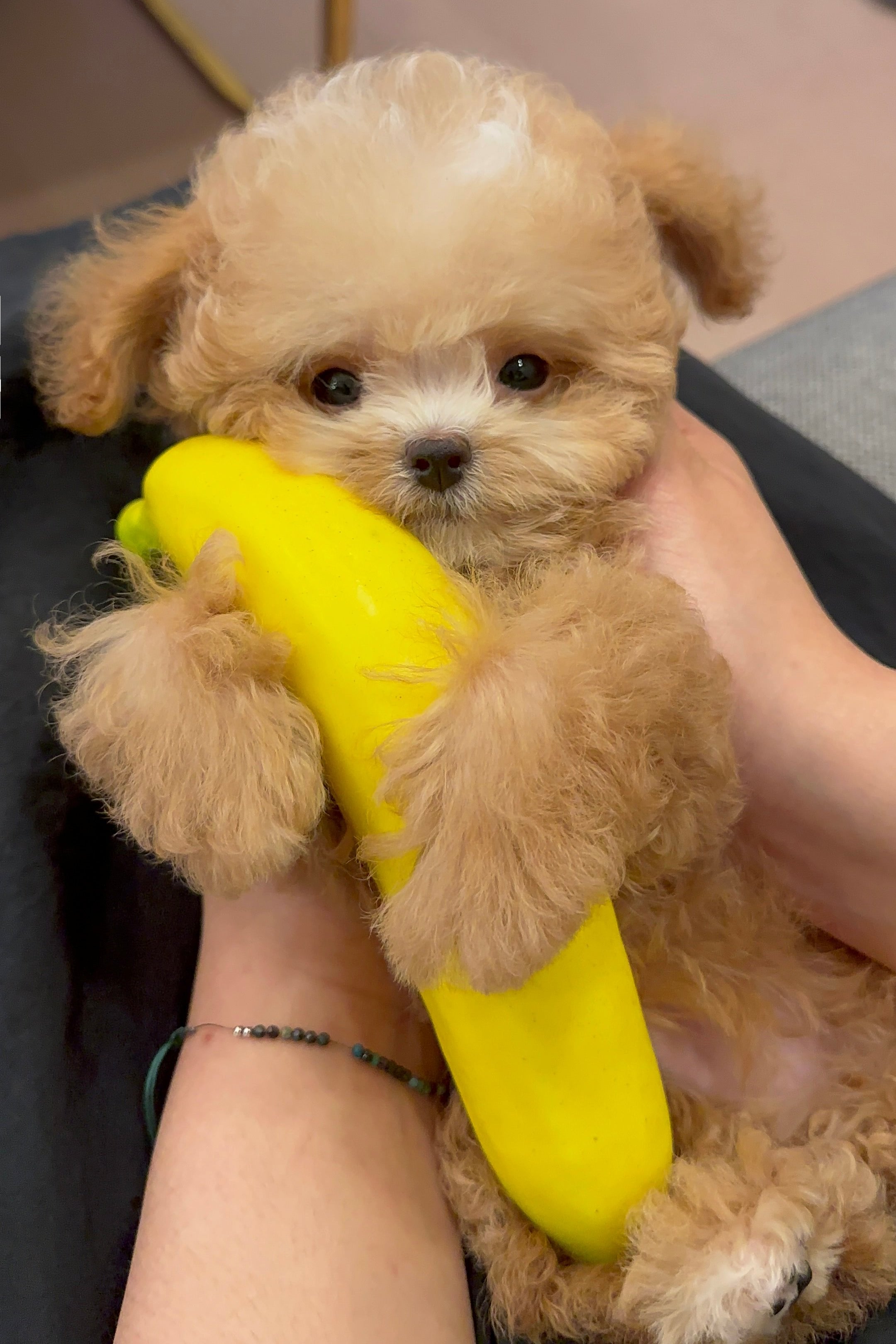 CHEDDAR - MALE (MALTIPOO)