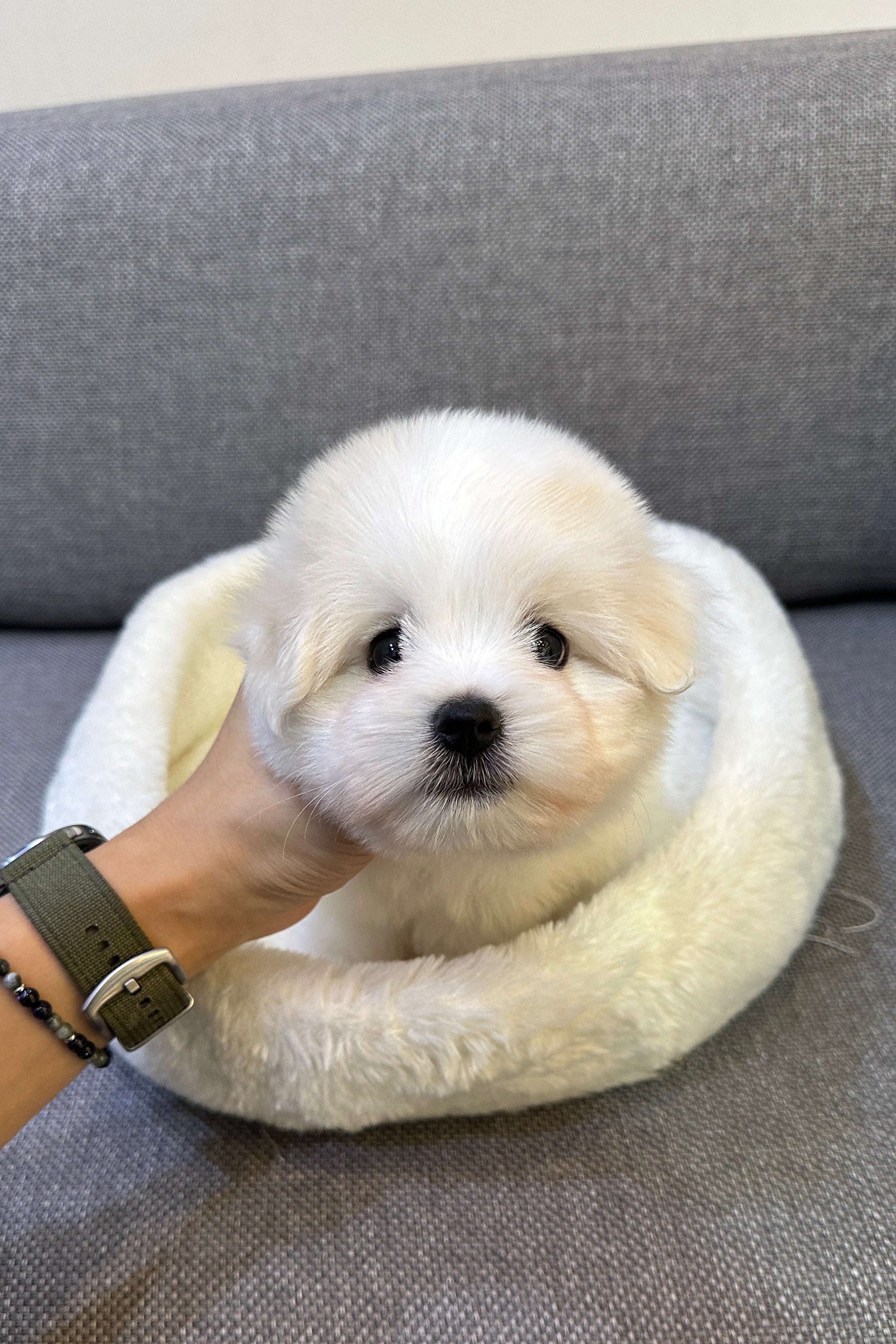 LEO - MALE (COTON DE TULEAR)