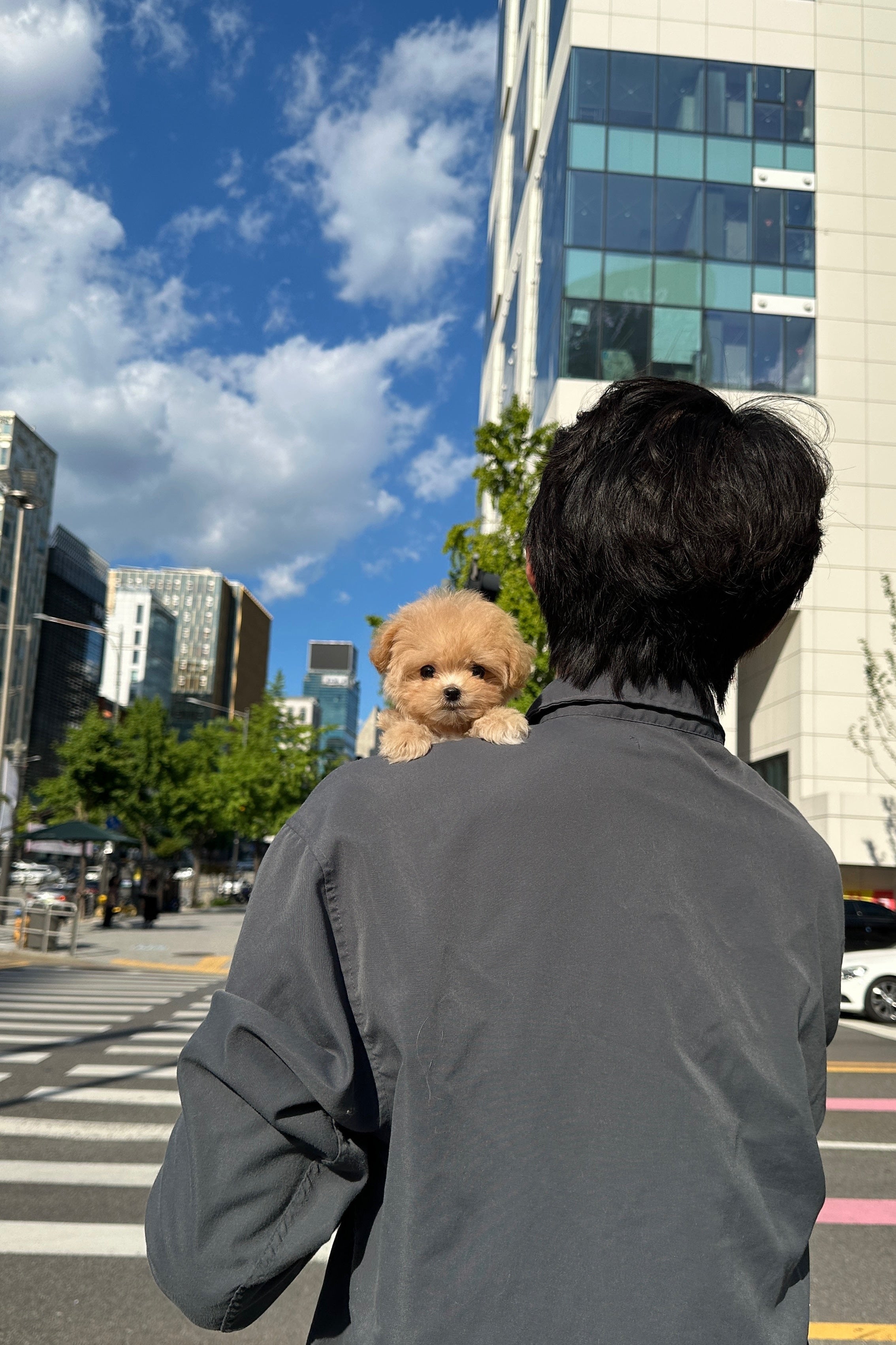 NARIN - FEMALE (MALTIPOO)