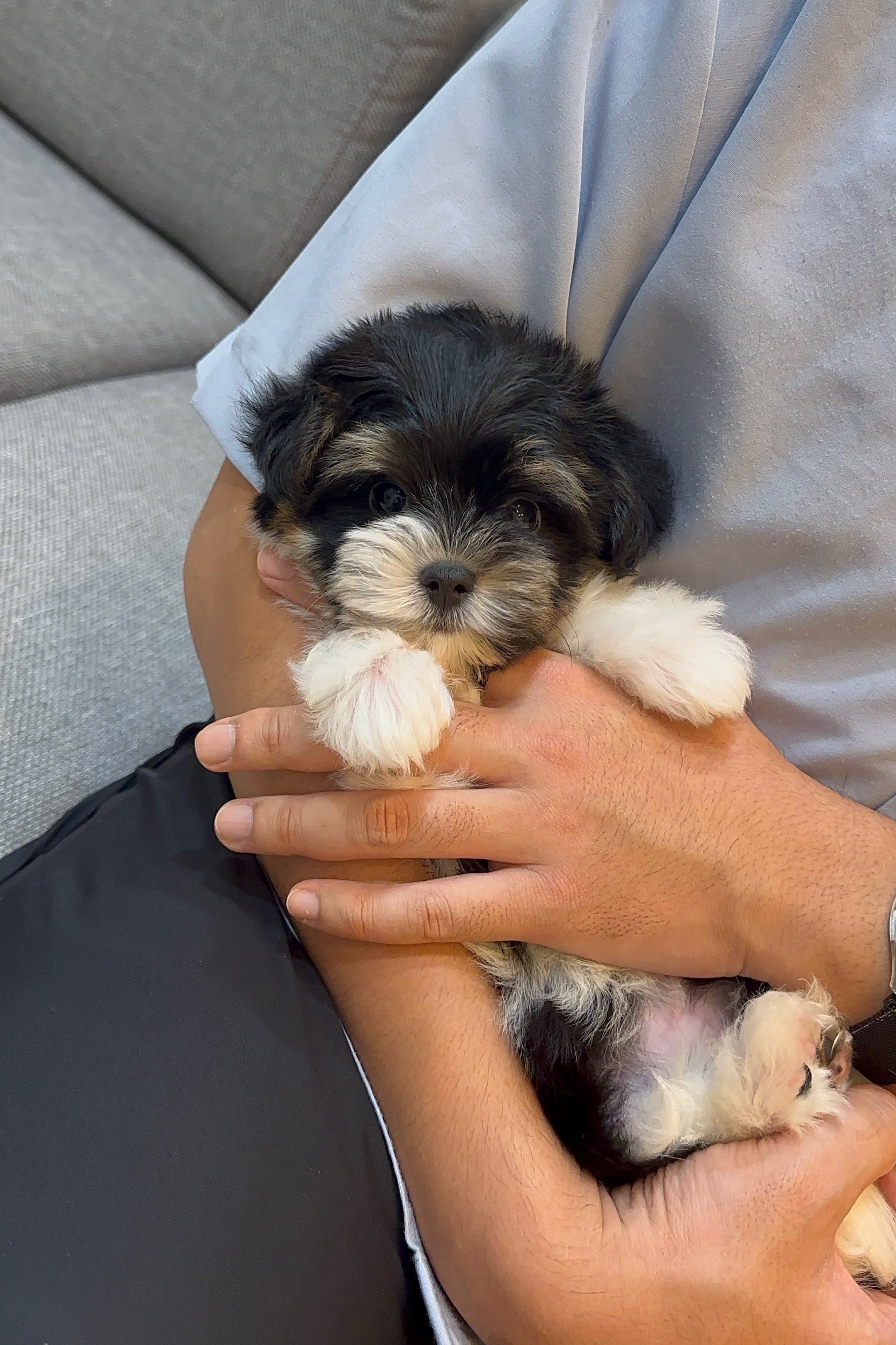 MINU - MALE (BIEWER TERRIER)