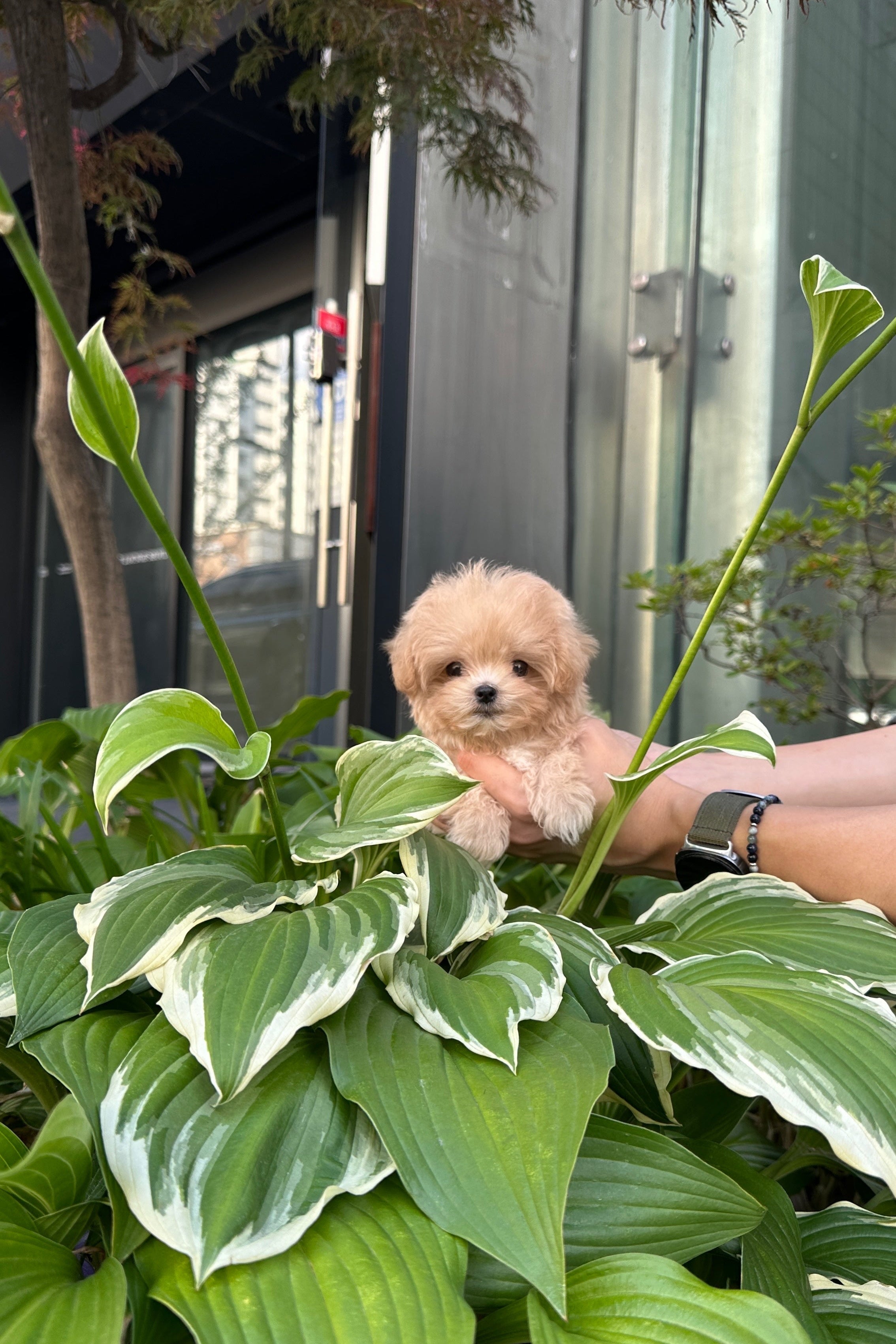 NARIN - FEMALE (MALTIPOO)