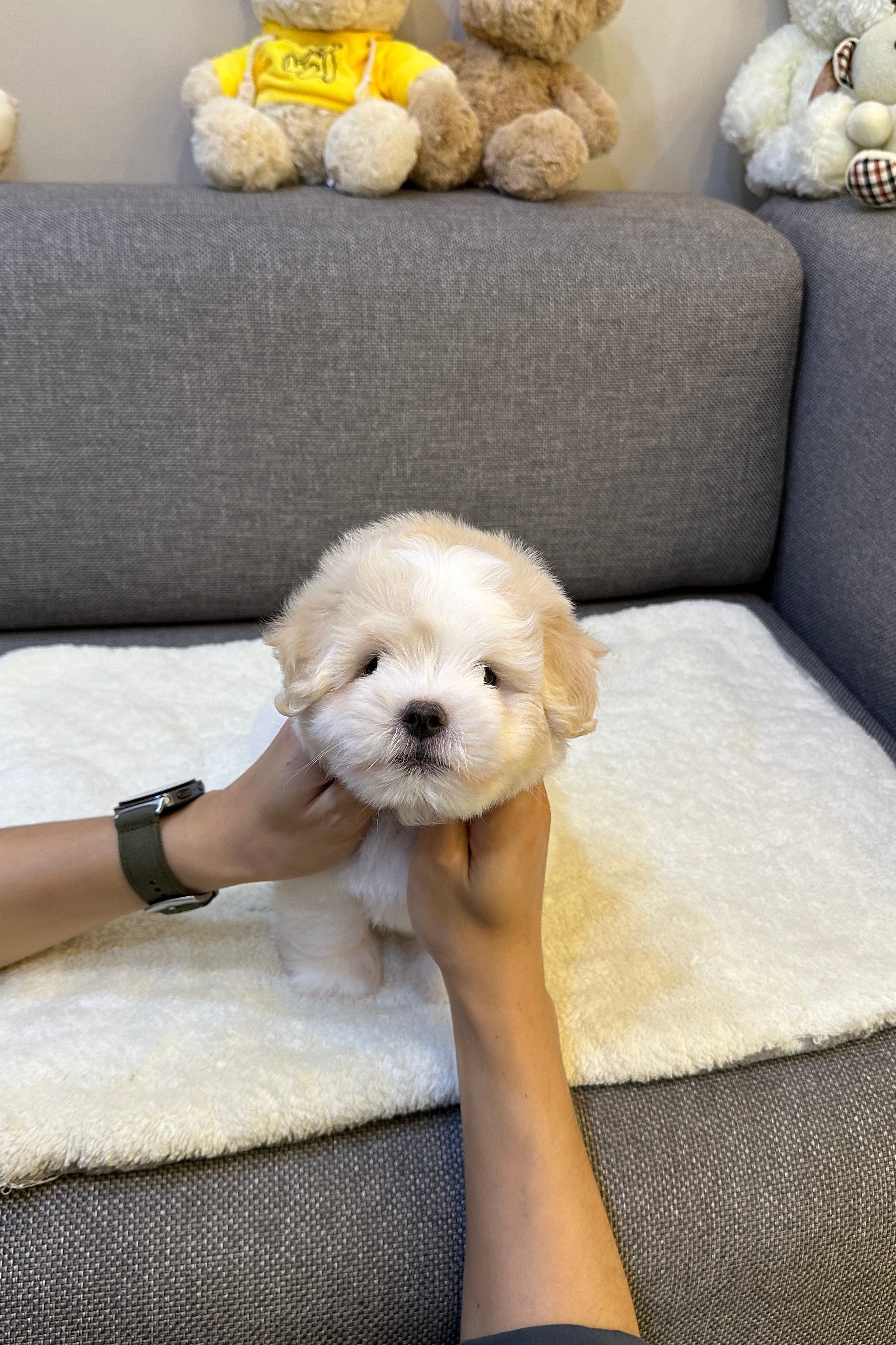 LOUIE - MALE (COTON DE TULEAR)
