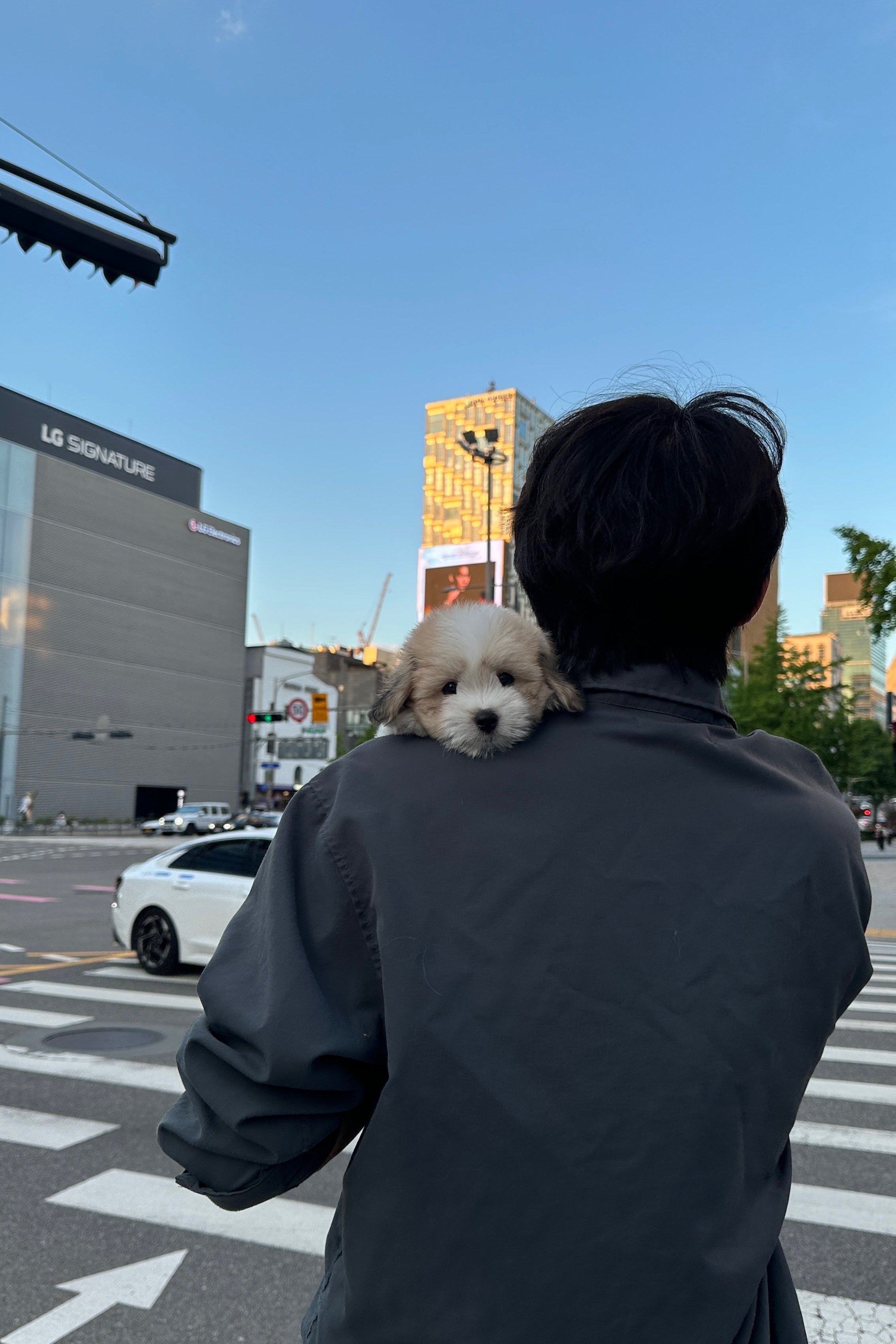 POBY - MALE (COTON DE TULEAR)