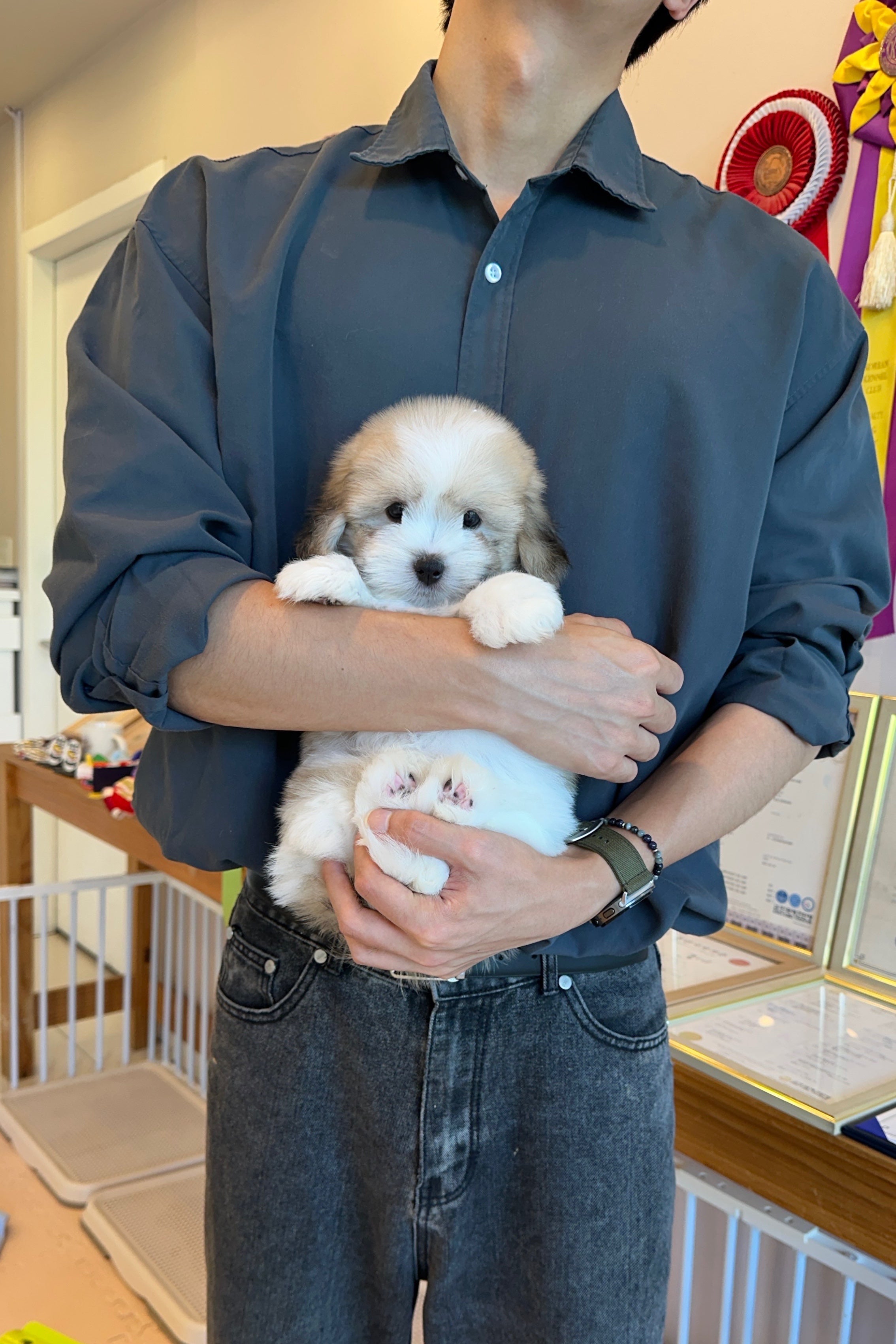 POBY - MALE (COTON DE TULEAR)