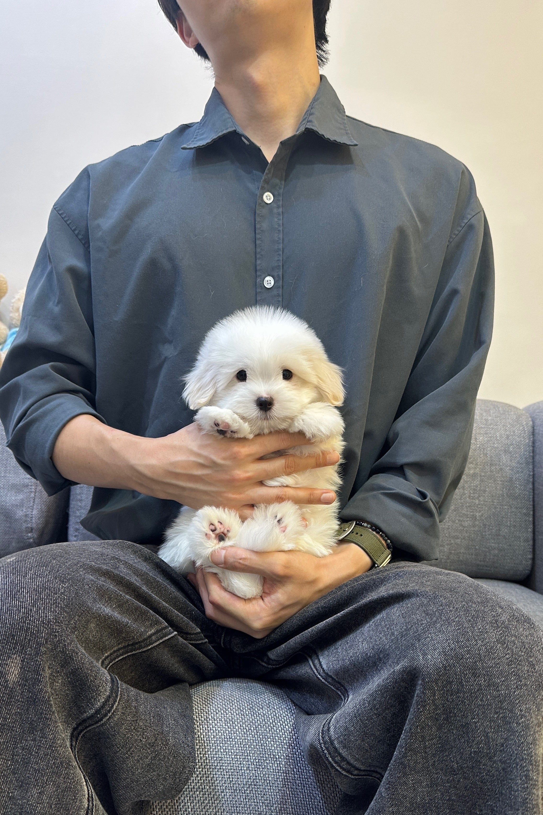 POKEY - MALE (COTON DE TULEAR)