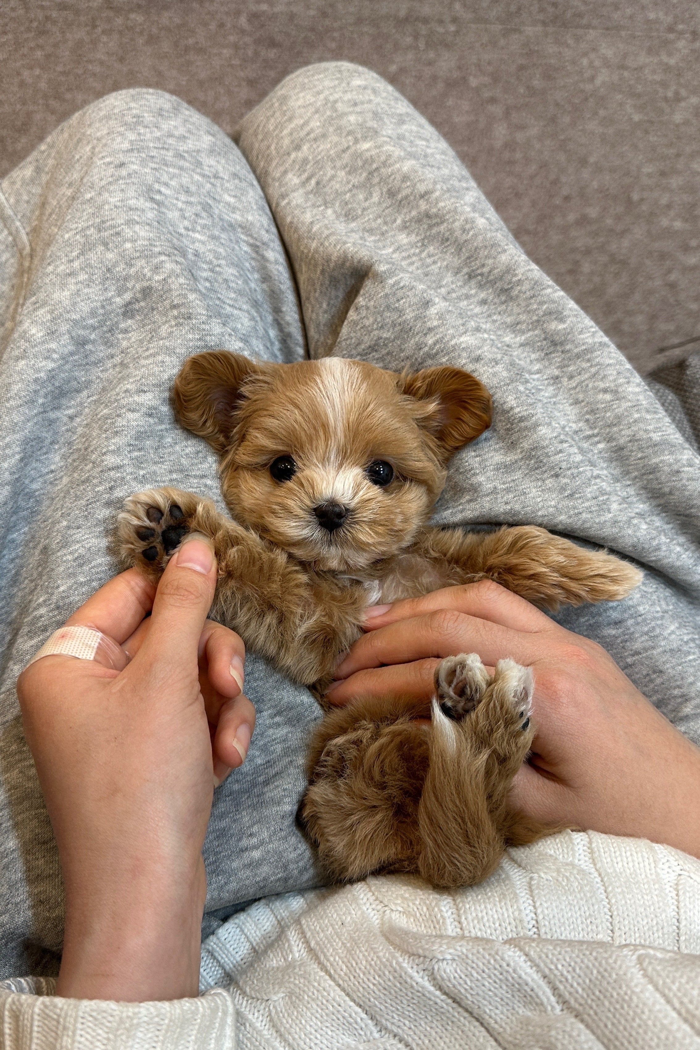 DAECHU - FEMALE (MALTIPOO)